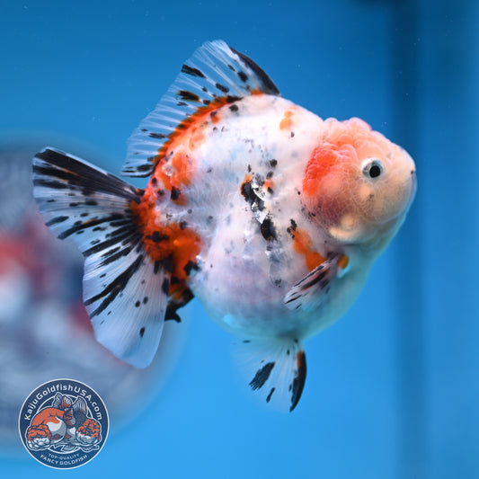 Shogun High Back Calico Oranda 3.5 inches Body (250530_OR09)