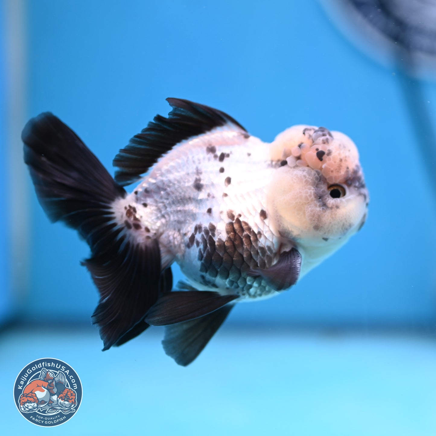 Panda Rose Tail Oranda 4.5 inches - Male (241206_OR09) - Kaiju Goldfish USA