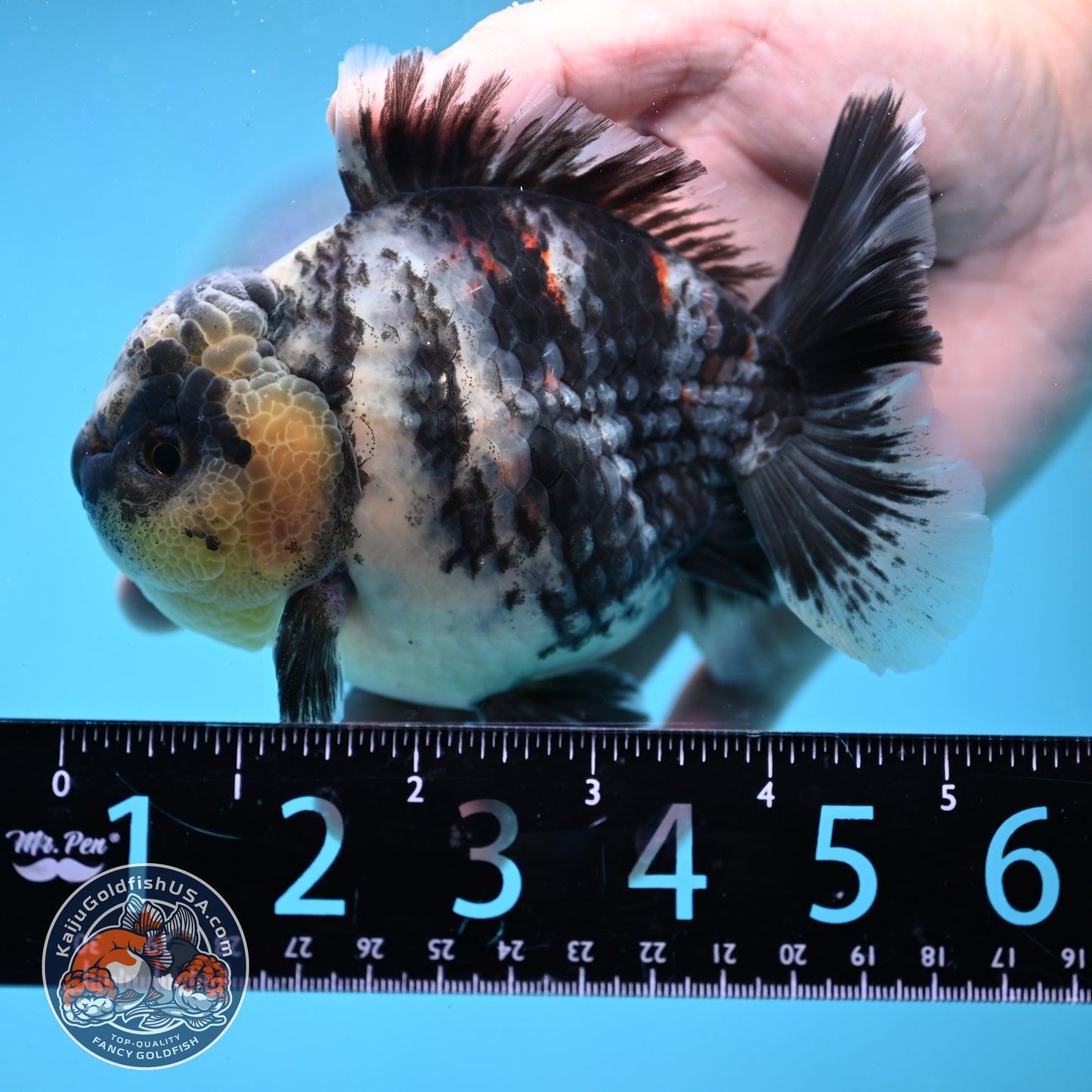White Tiger Oranda 4 inch Body (250919_OR09)