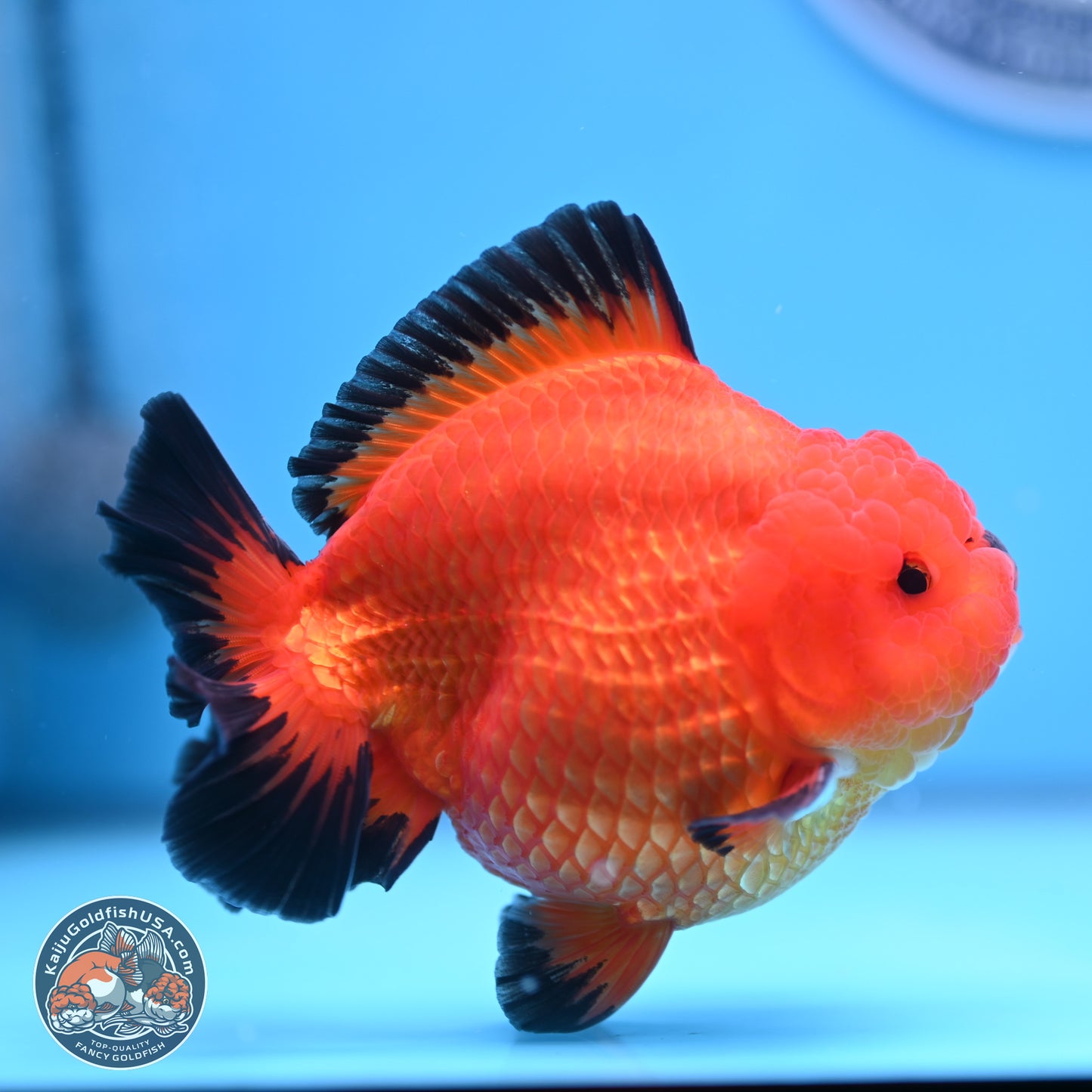 Apache YuanBao Oranda 4 inches Body - Male (241227_OR09) - Kaiju Goldfish USA