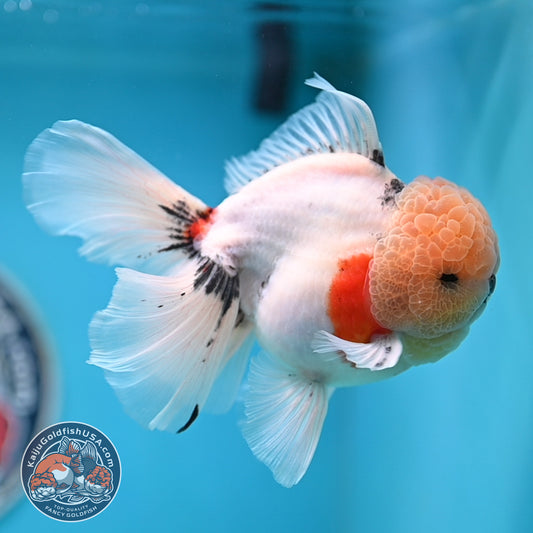 Tricolor Sakura Rose Tail Oranda 4 inches Body (250516_OR09)