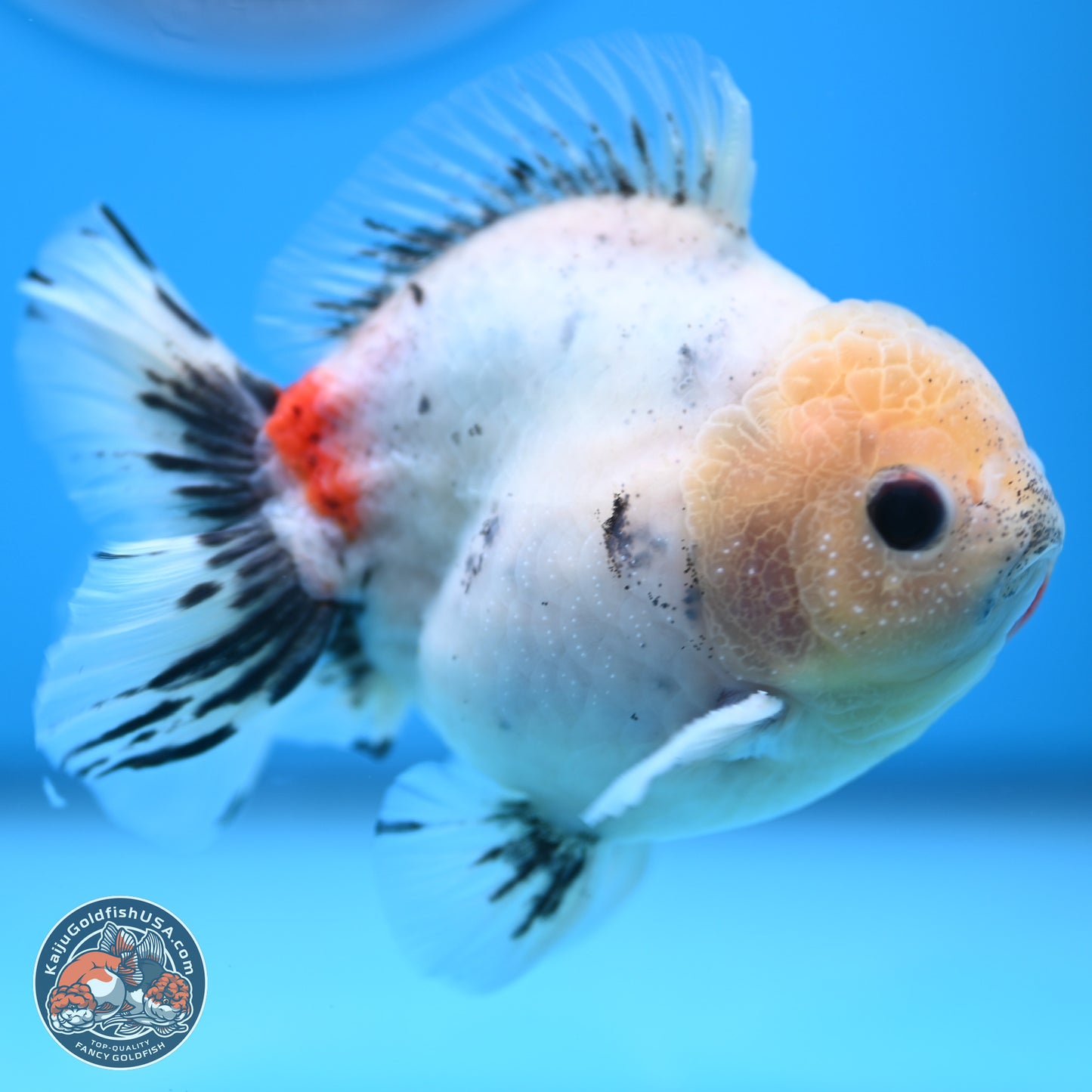 Calico YuanBao Oranda 4.5 inches - Male (241129_OR09) - Kaiju Goldfish USA