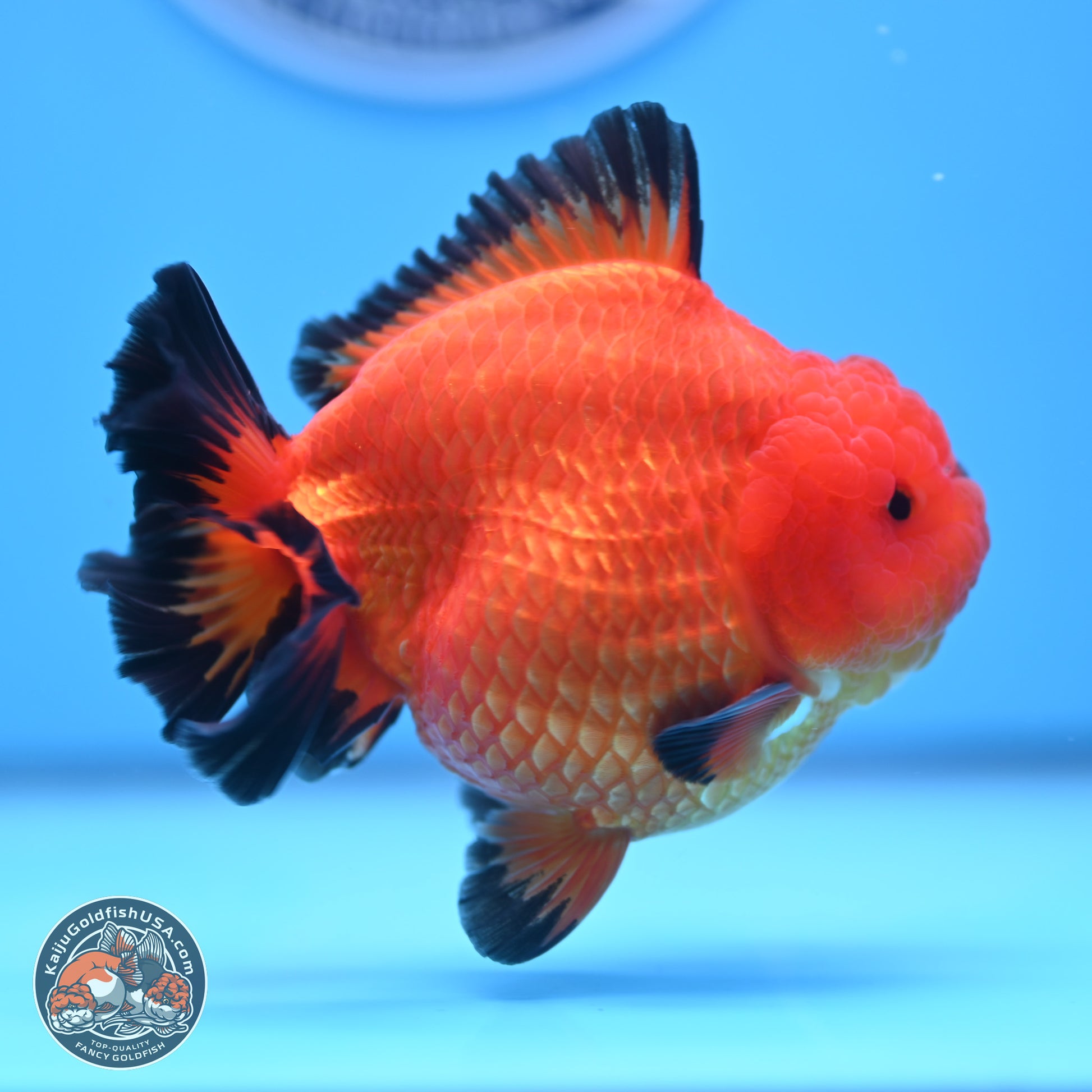 Apache YuanBao Oranda 4 inches Body - Male (241227_OR09) - Kaiju Goldfish USA