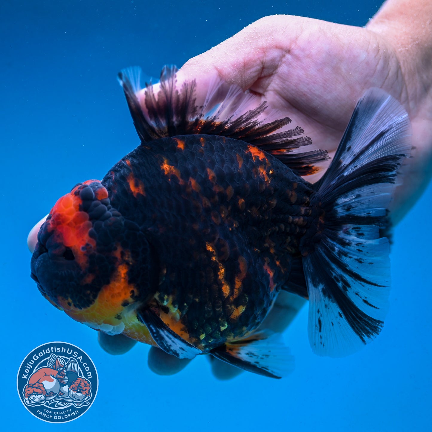 Heavy Ink Tiger Oranda 4.5 inch Body (250912_OR09)