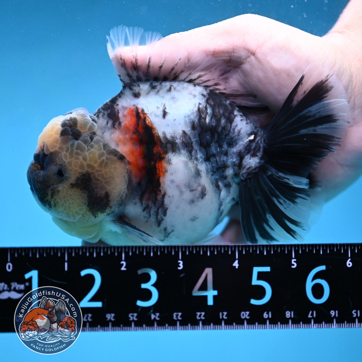 Tricolor Rose Tail Oranda 4 inch Body (251003_OR09)
