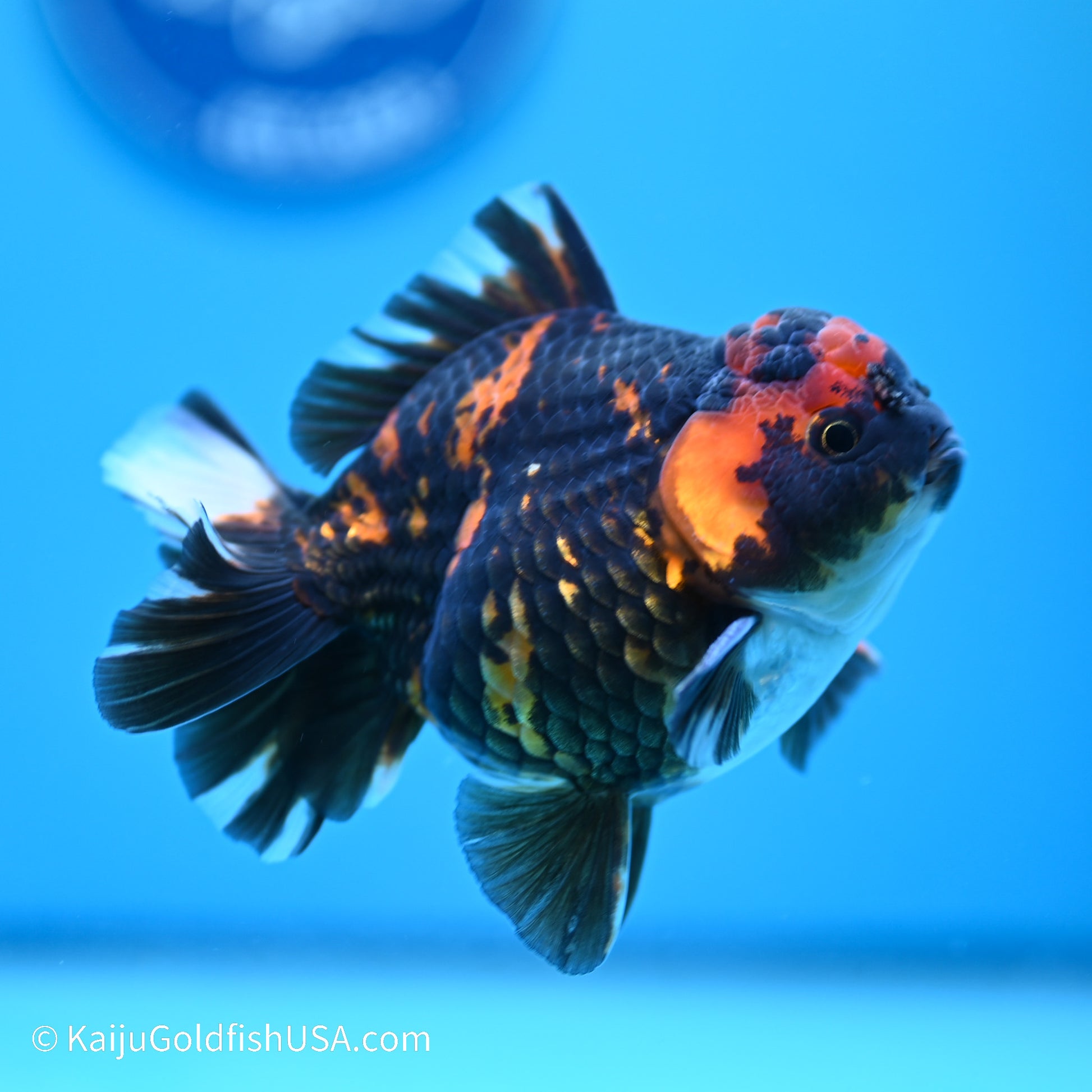 Heavy Ink Tiger YuanBao Oranda 3.5in Body (240524_OR09) - Kaiju Goldfish USA