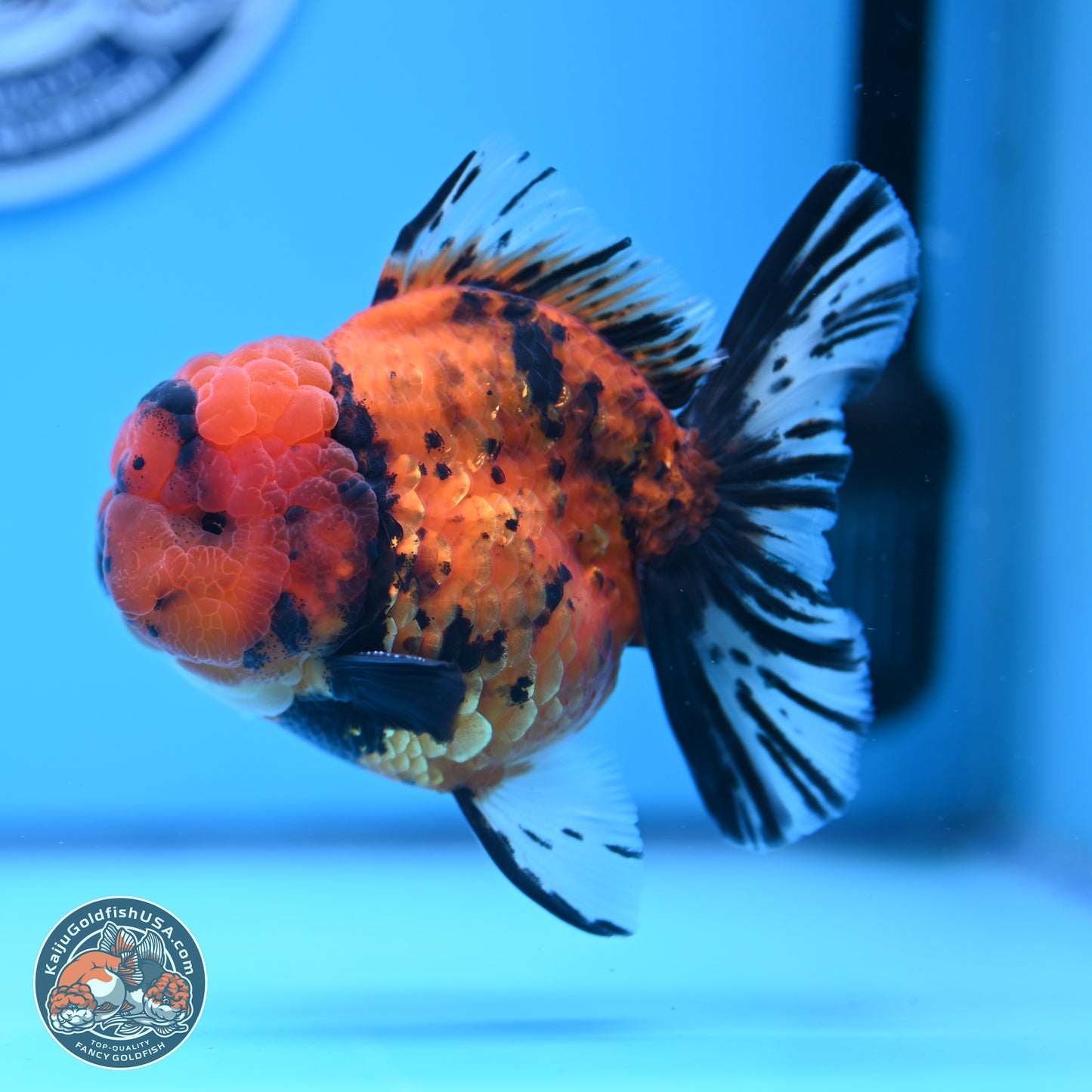 A Grade Shogun Tiger Rose Tail Oranda 4-4.5 inches (240906_OR09) - Kaiju Goldfish USA