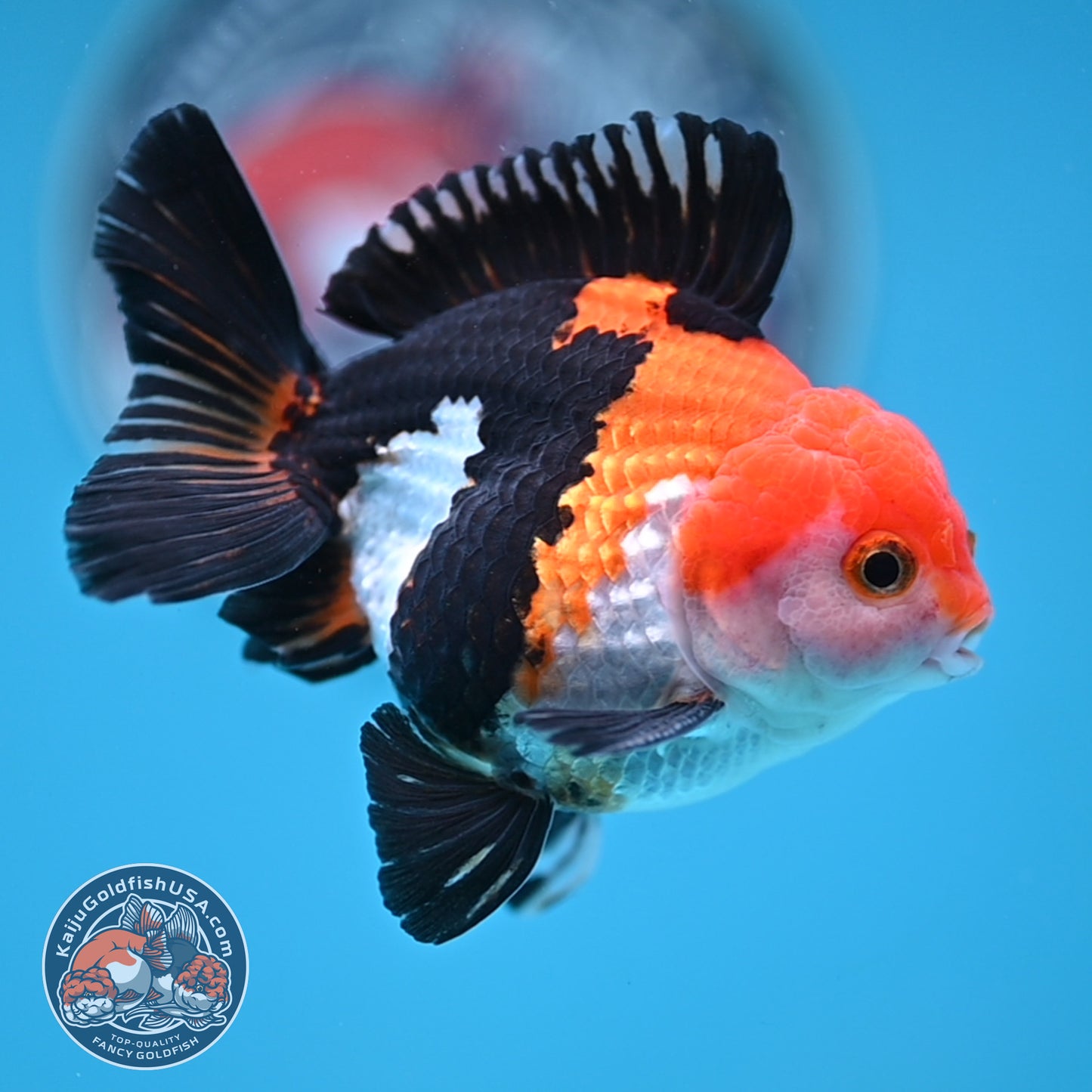 Tricolor Oranda 3 inches Body (250606_OR09)