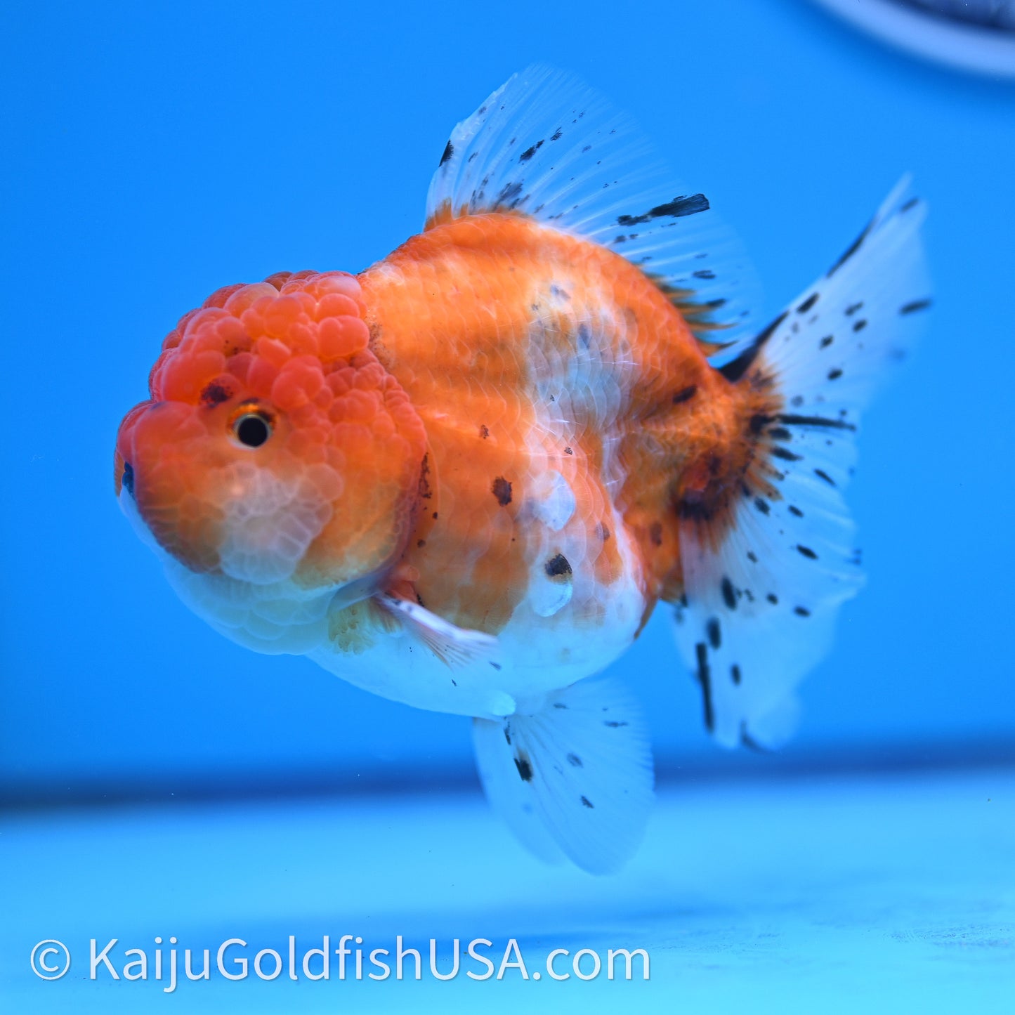 Shogun Godzilla Tricolor Sakura Oranda 3.25in Body (240726_OR09) - Kaiju Goldfish USA