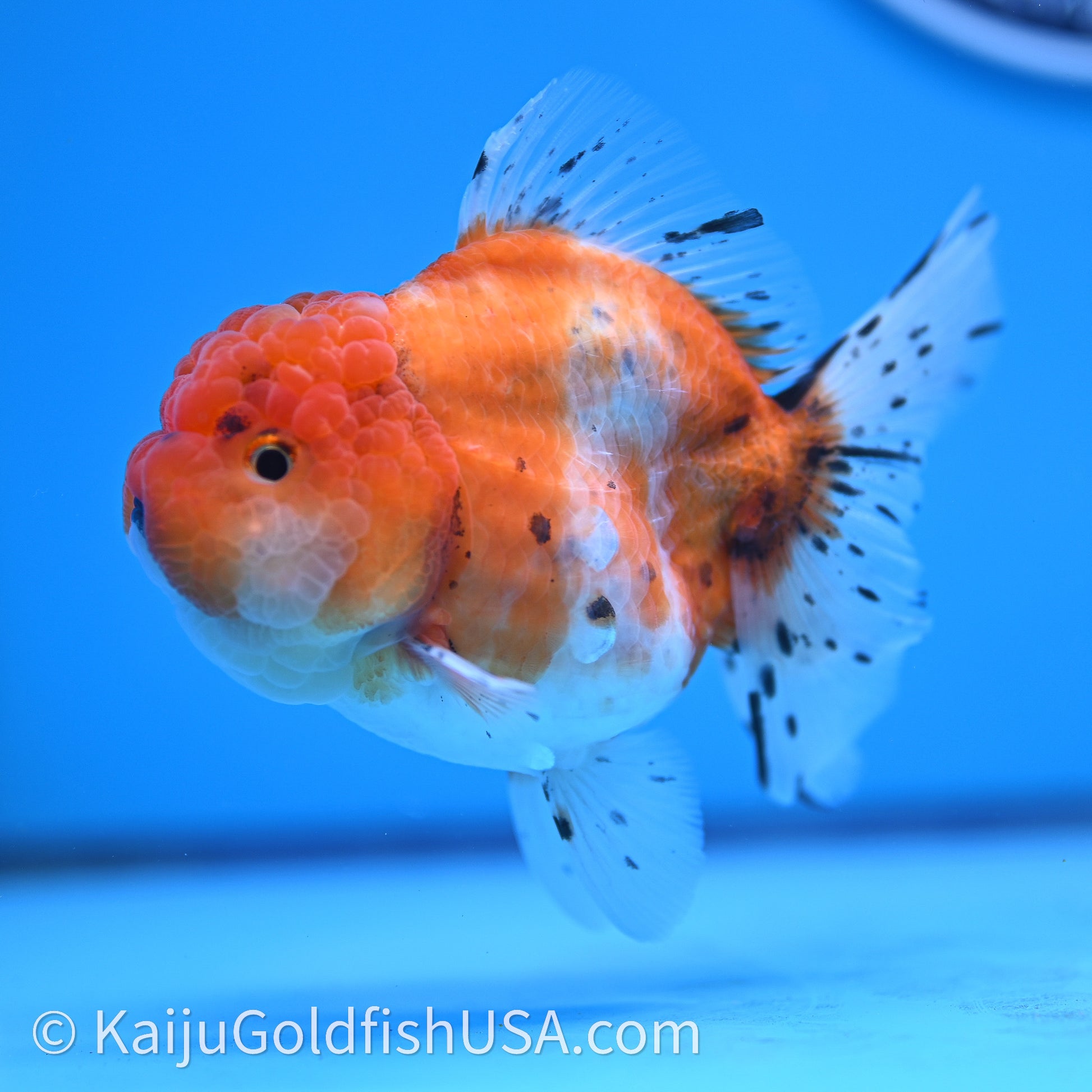 Shogun Godzilla Tricolor Sakura Oranda 3.25in Body (240726_OR09) - Kaiju Goldfish USA