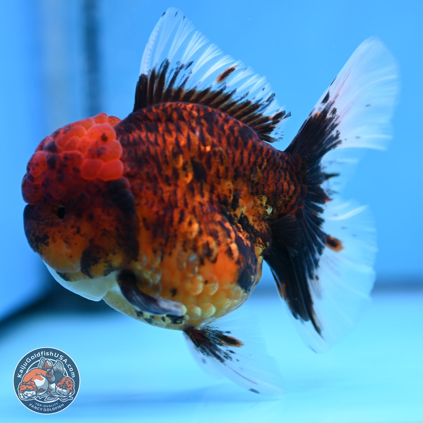 Red Kirin Rose Tail Oranda 3.75 inches Body - Female (250314_OR09)