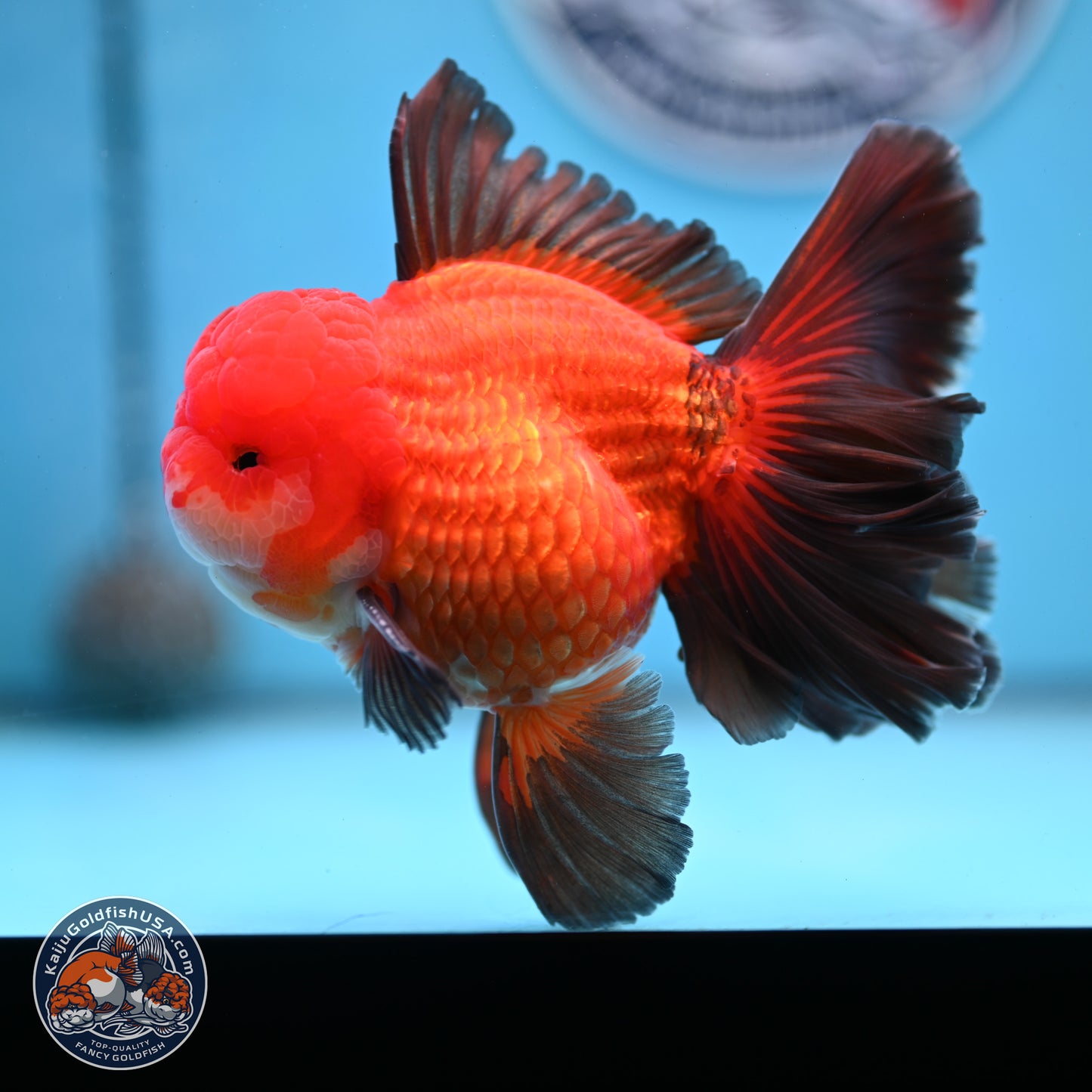 Ranchu inch Body (250812_RC02)