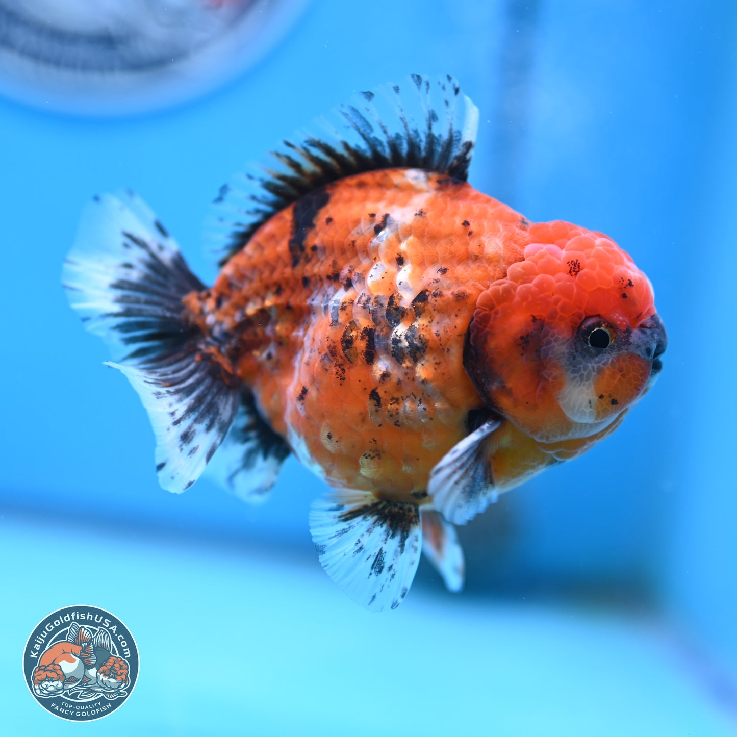 Shogun Tiger Oranda 4 inches Body - Male (250207_OR09)