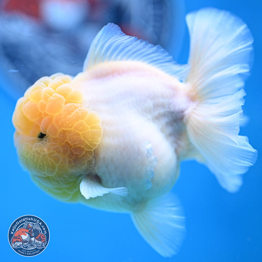 Lemon Head Sakura Rose Tail Oranda 3.5 inches Body - Male (250214_OR09)