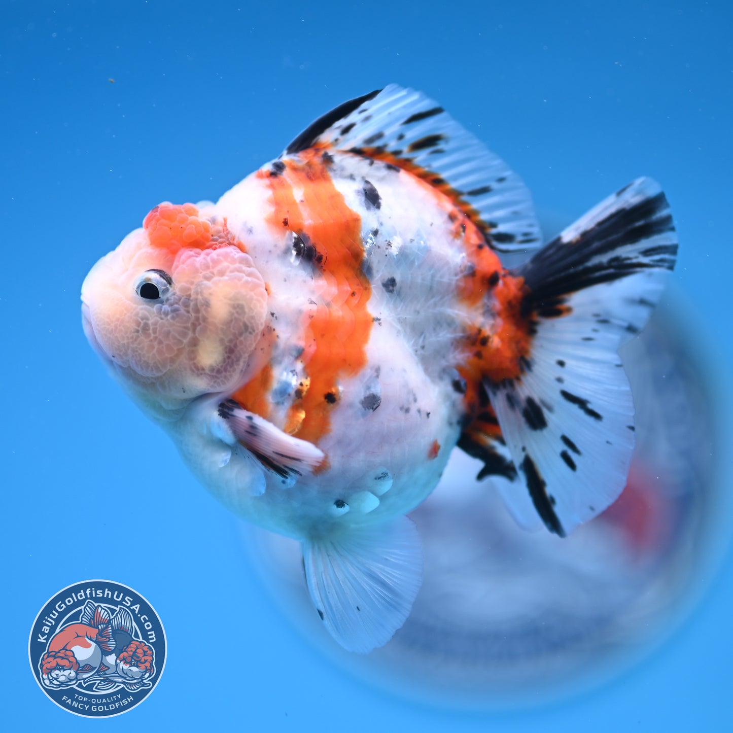 Shogun High Back Calico Oranda 3.5 inches Body (250530_OR09)