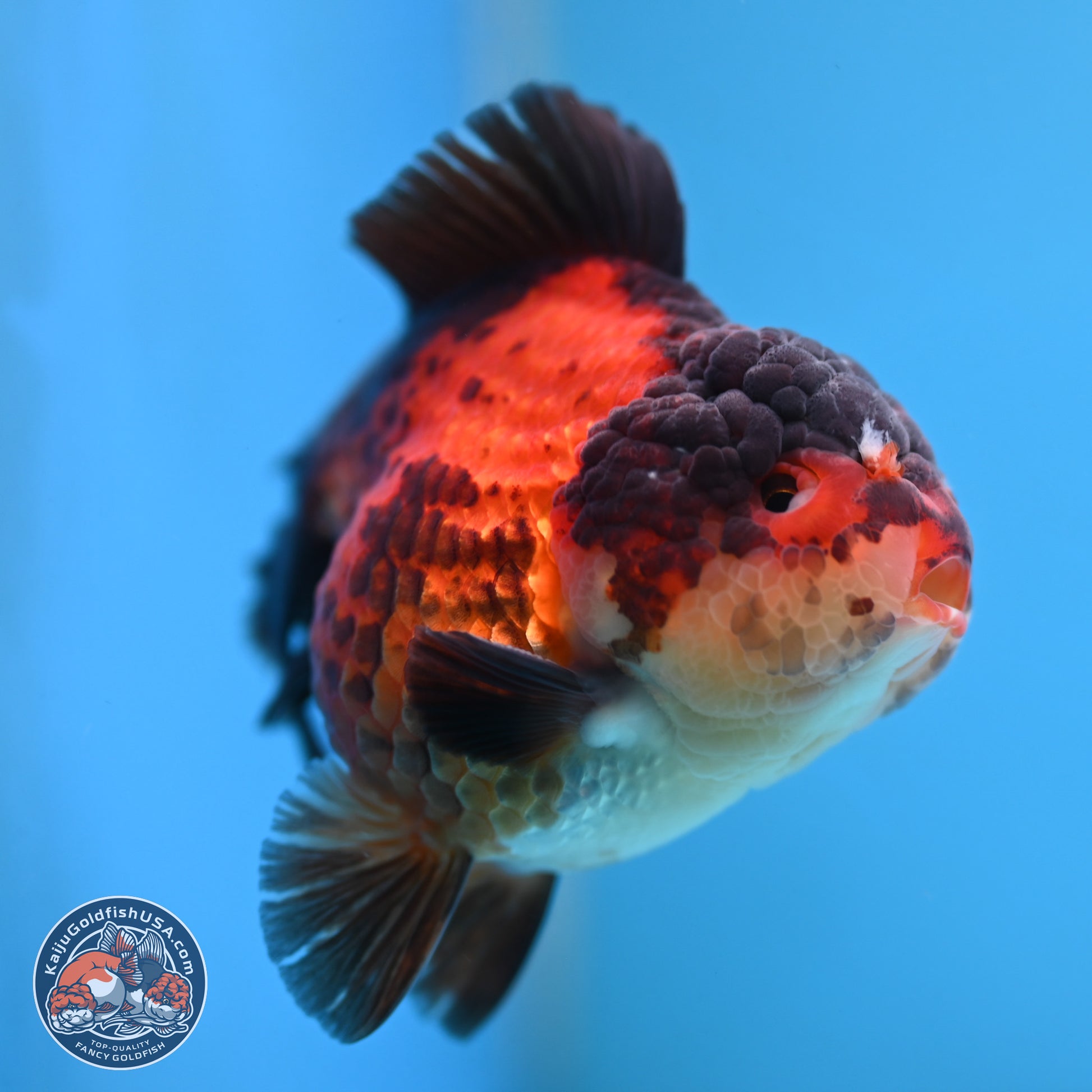 Apache YuanBao Oranda 3.25 inches Body - Male (250103_OR09) - Kaiju Goldfish USA