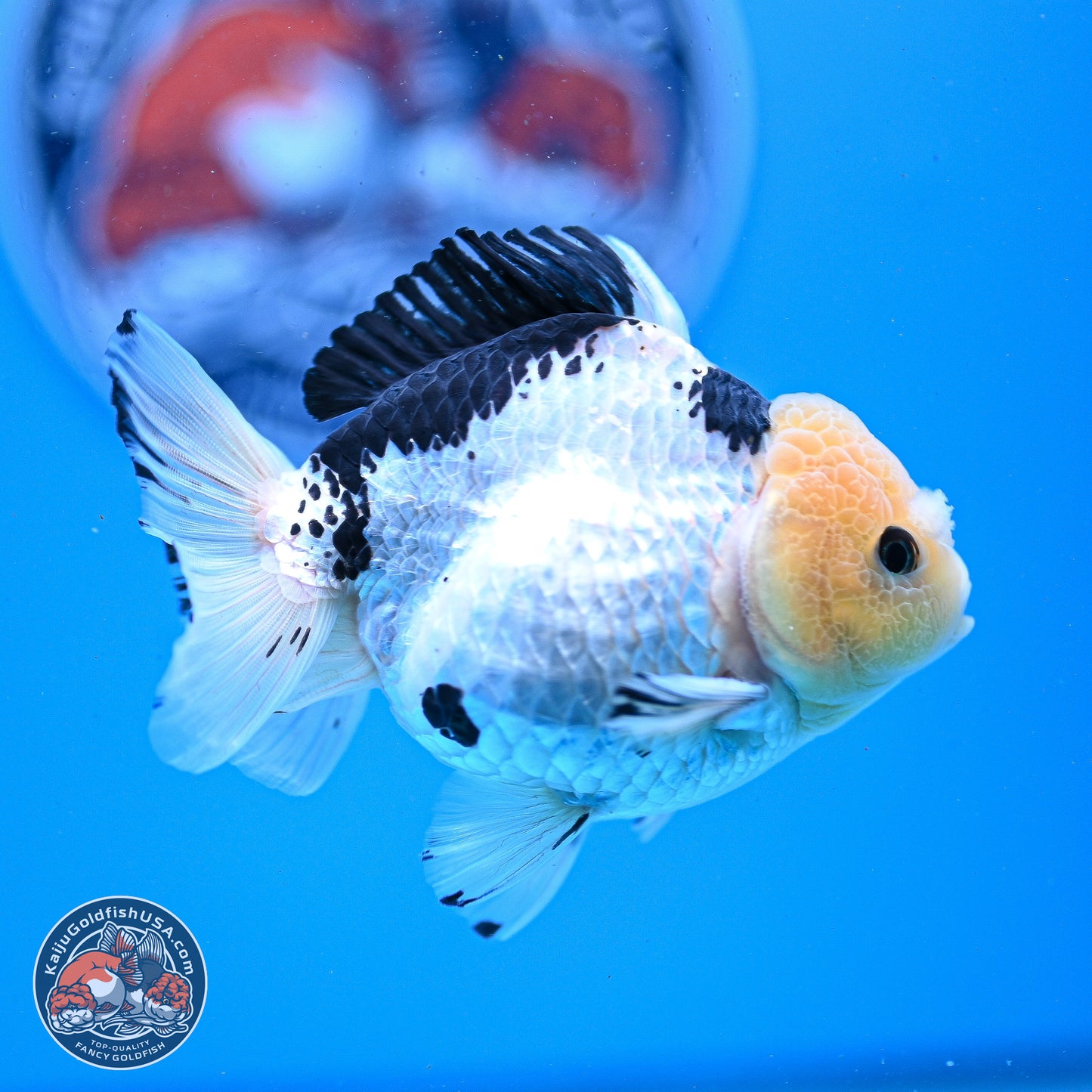 Panda YuanBao Oranda 3.25in Body (240830_OR09) - Kaiju Goldfish USA