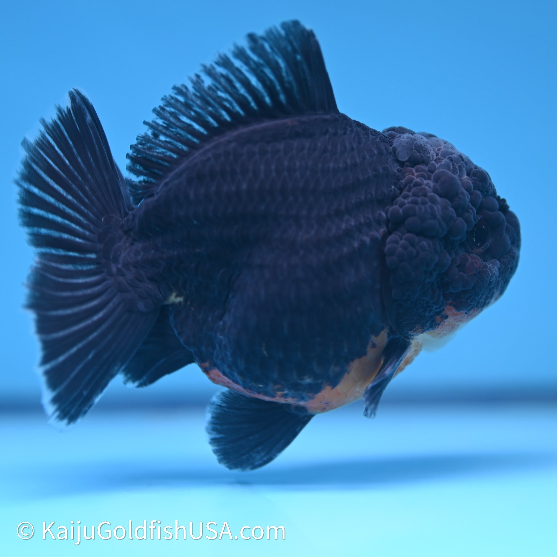 Shogun Godzilla Kirin Oranda 3.75in Body (240614_OR09) - Kaiju Goldfish USA