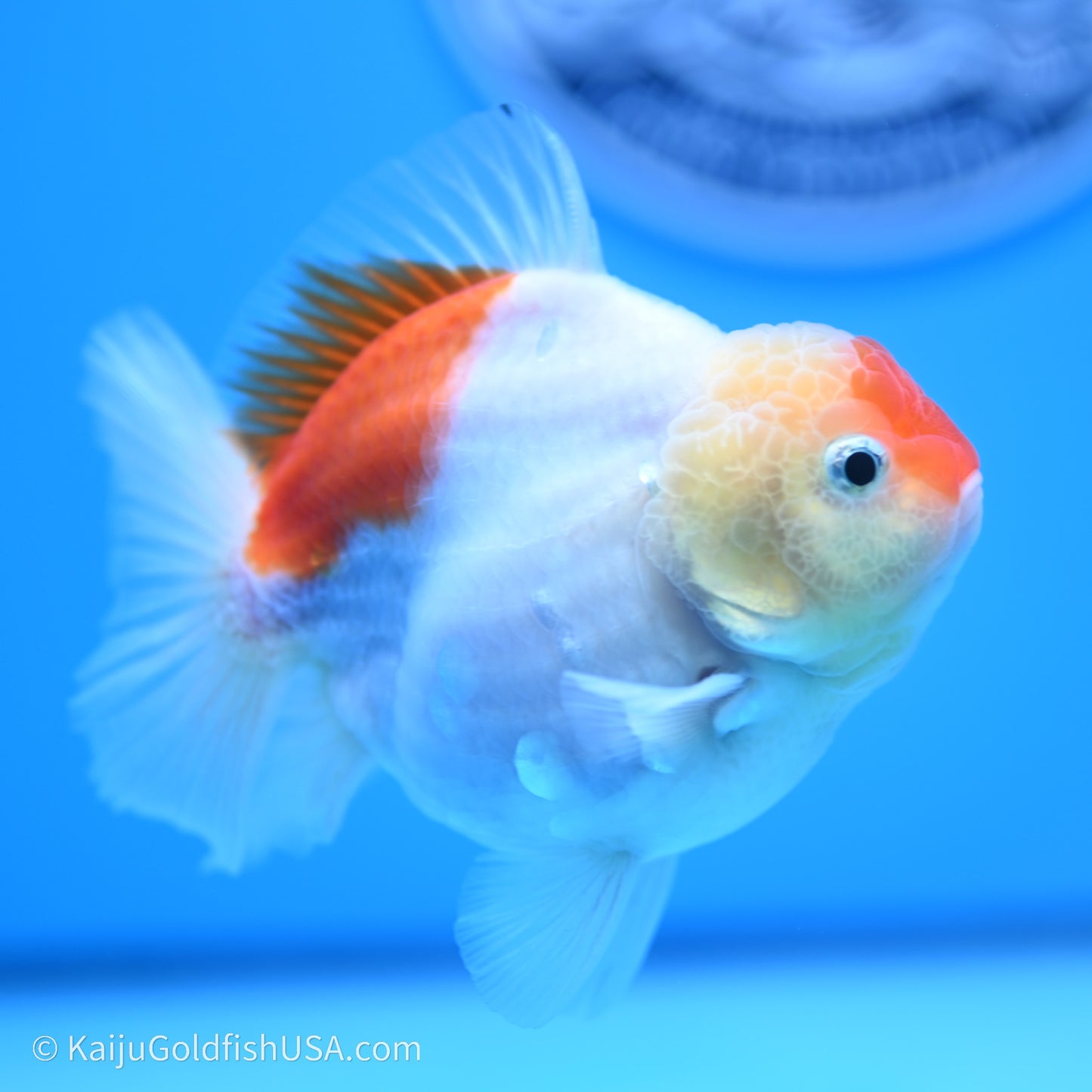 Shogun Godzilla Broad Tail Sakura Oranda 3.5in Body (240719_OR09) - Kaiju Goldfish USA