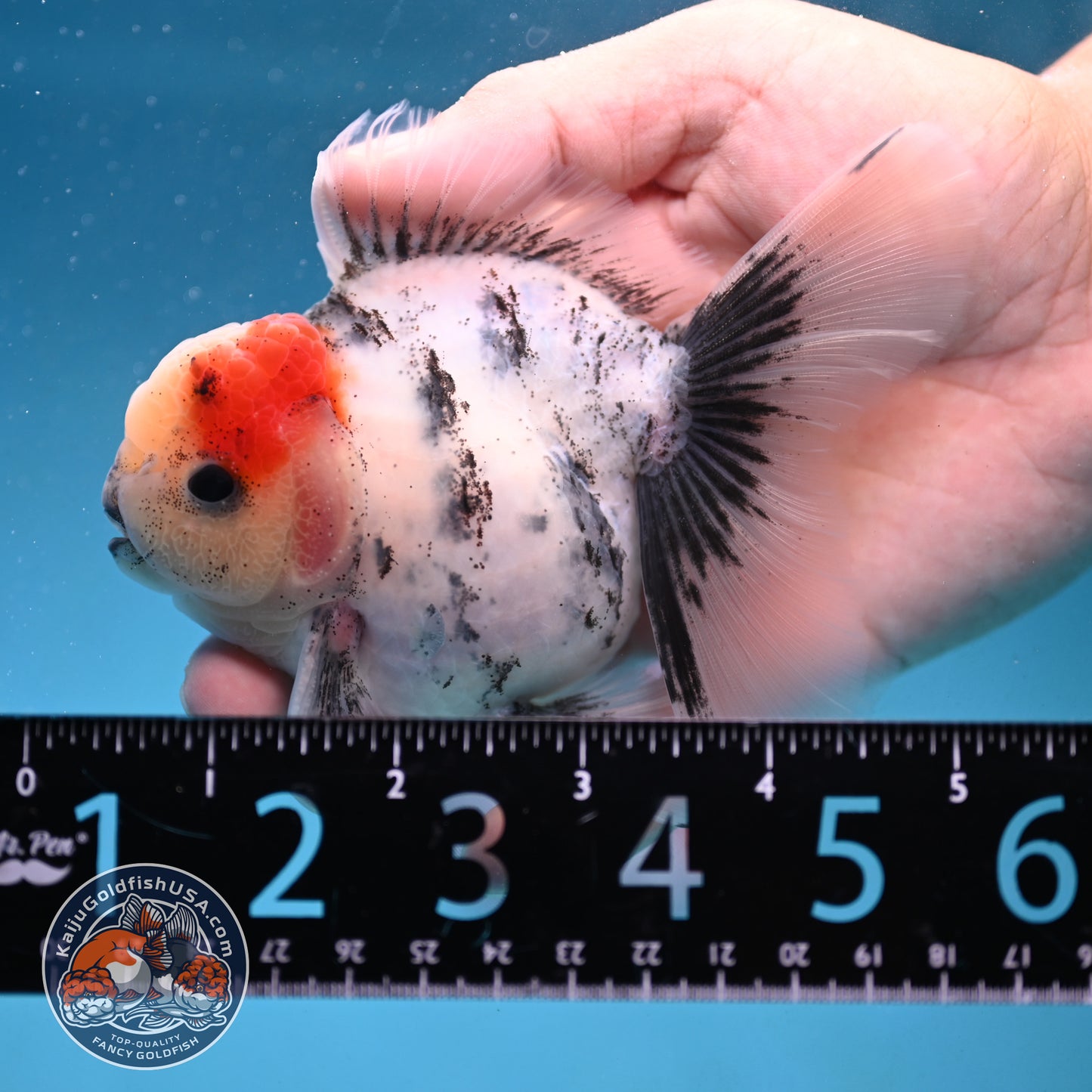 White Tiger Rosetail Oranda 3.5 inch Body (250926_OR09)