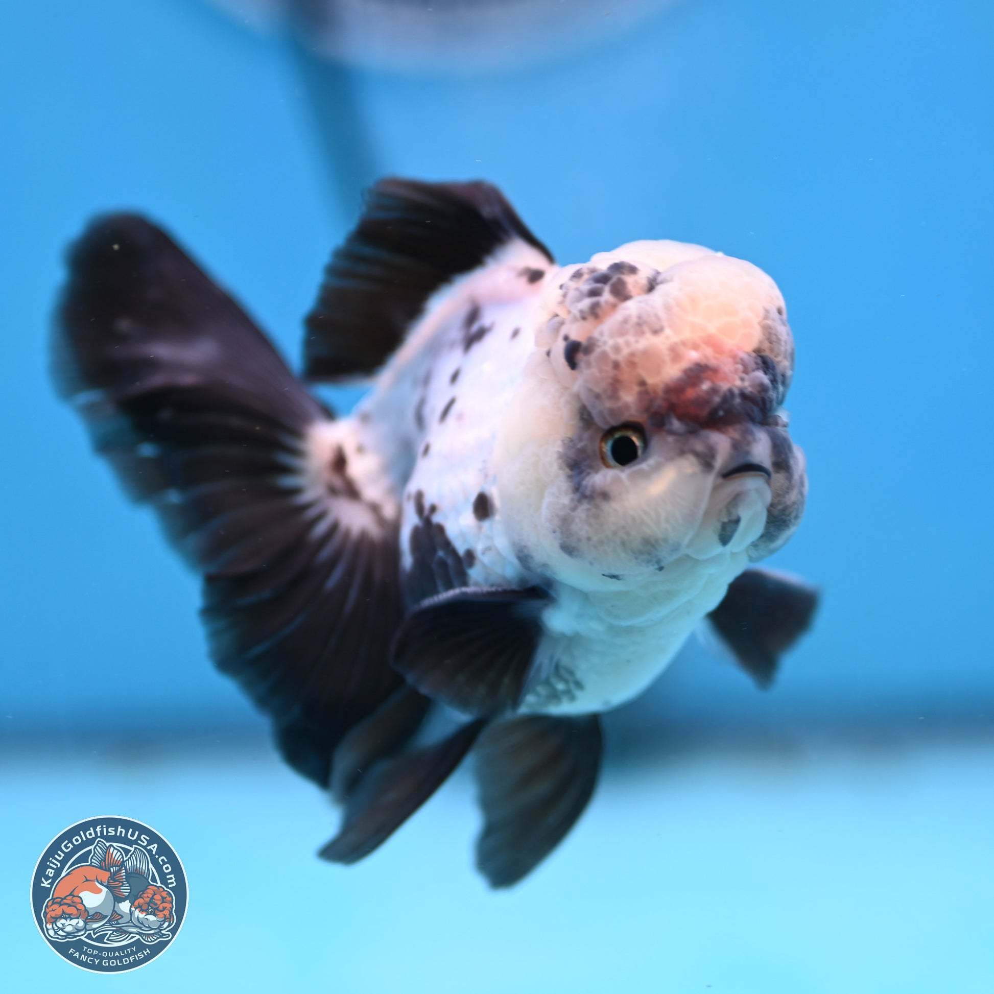 Panda Rose Tail Oranda 4.5 inches - Male (241206_OR09) - Kaiju Goldfish USA