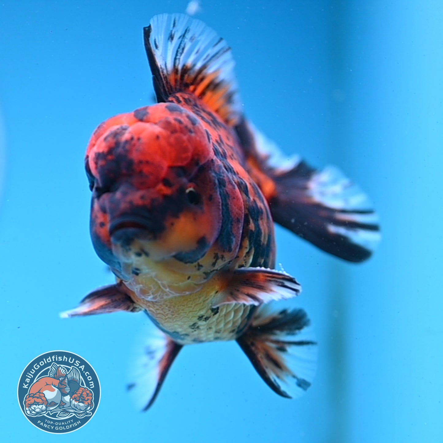 Shogun Tiger Oranda 4 inches Body - Male (250418_OR09)