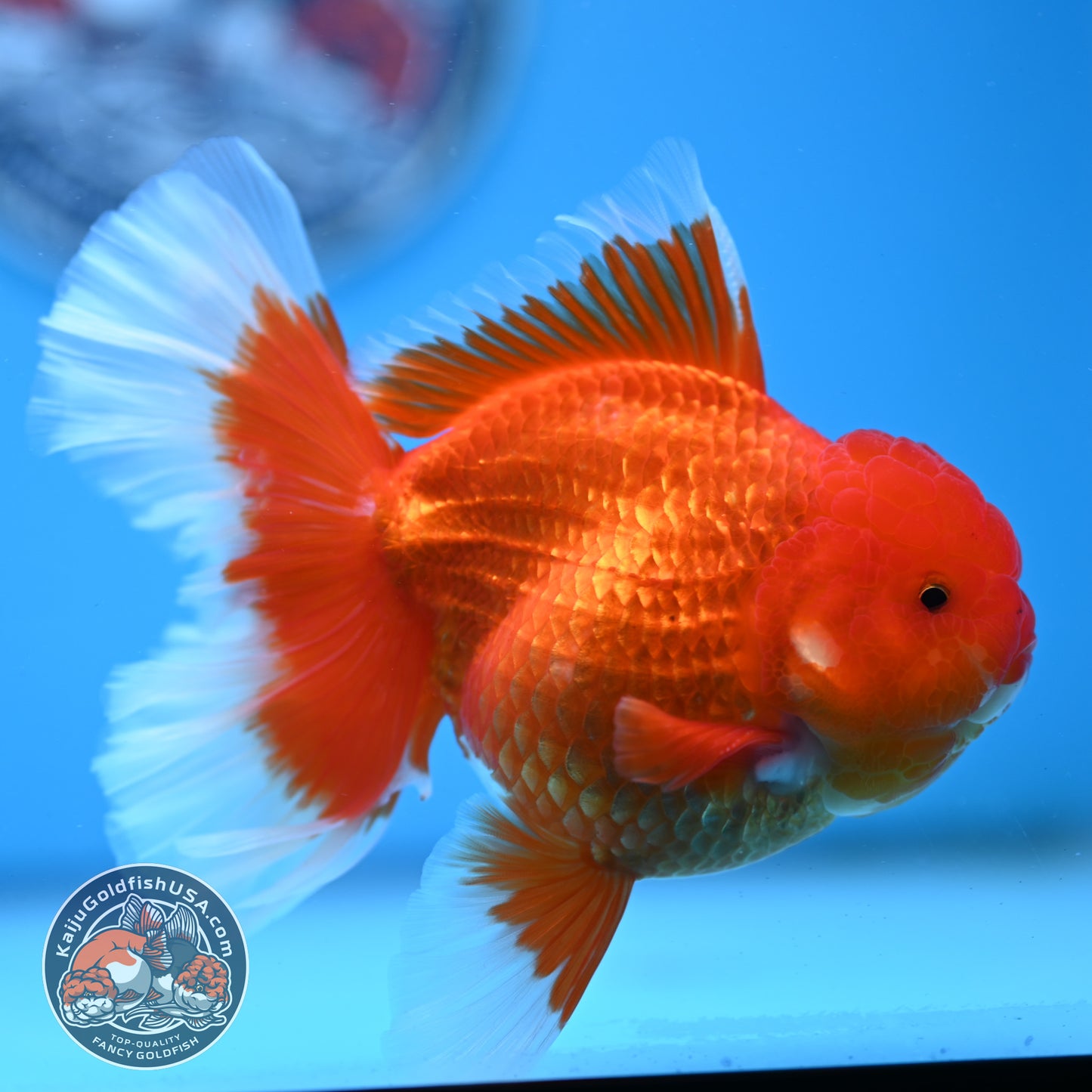 Red White Rose Tail Oranda 3.75 inches Body (250509_OR09)
