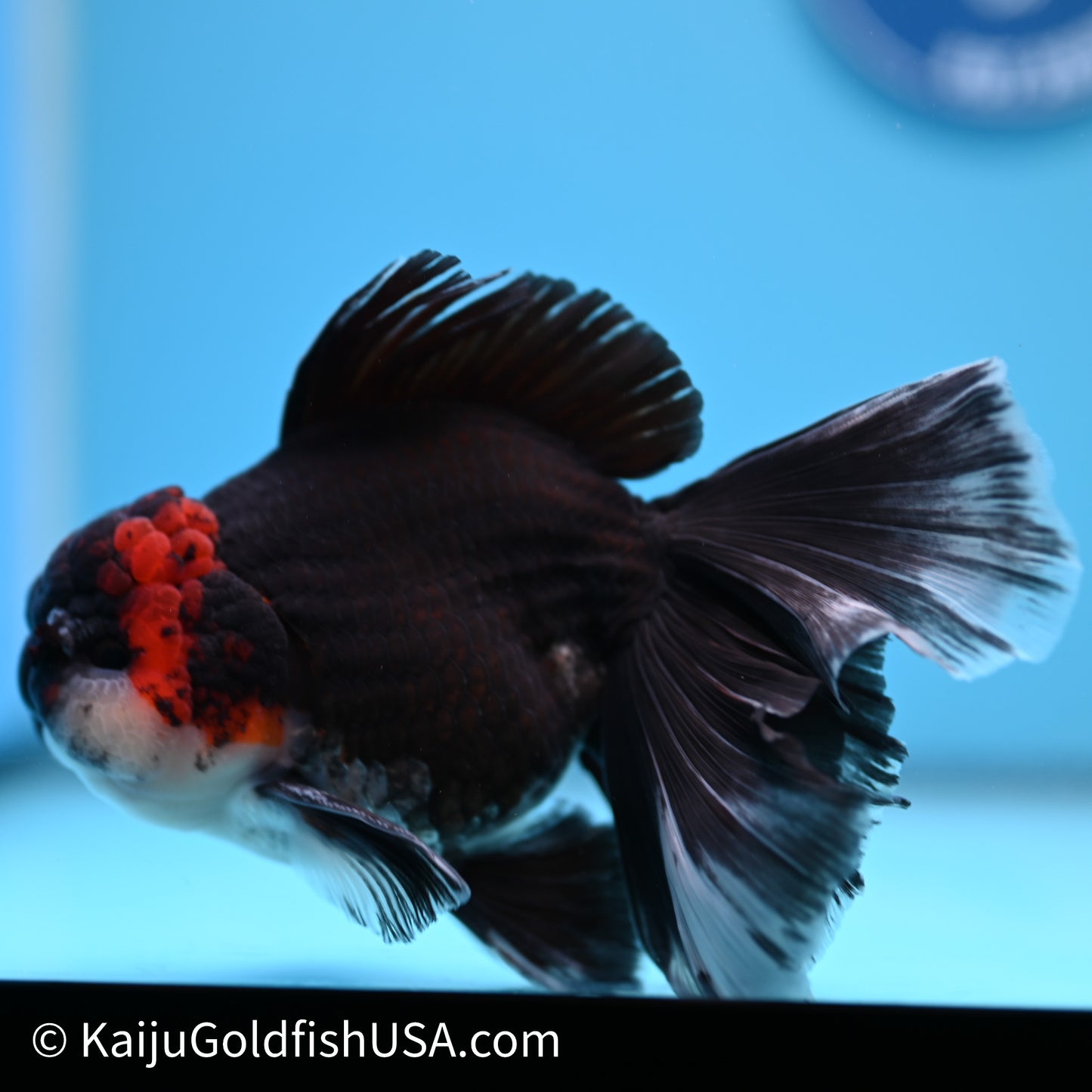 Tricolor Butterfly Tail Oranda 4in Body (240621_OR09) - Kaiju Goldfish USA