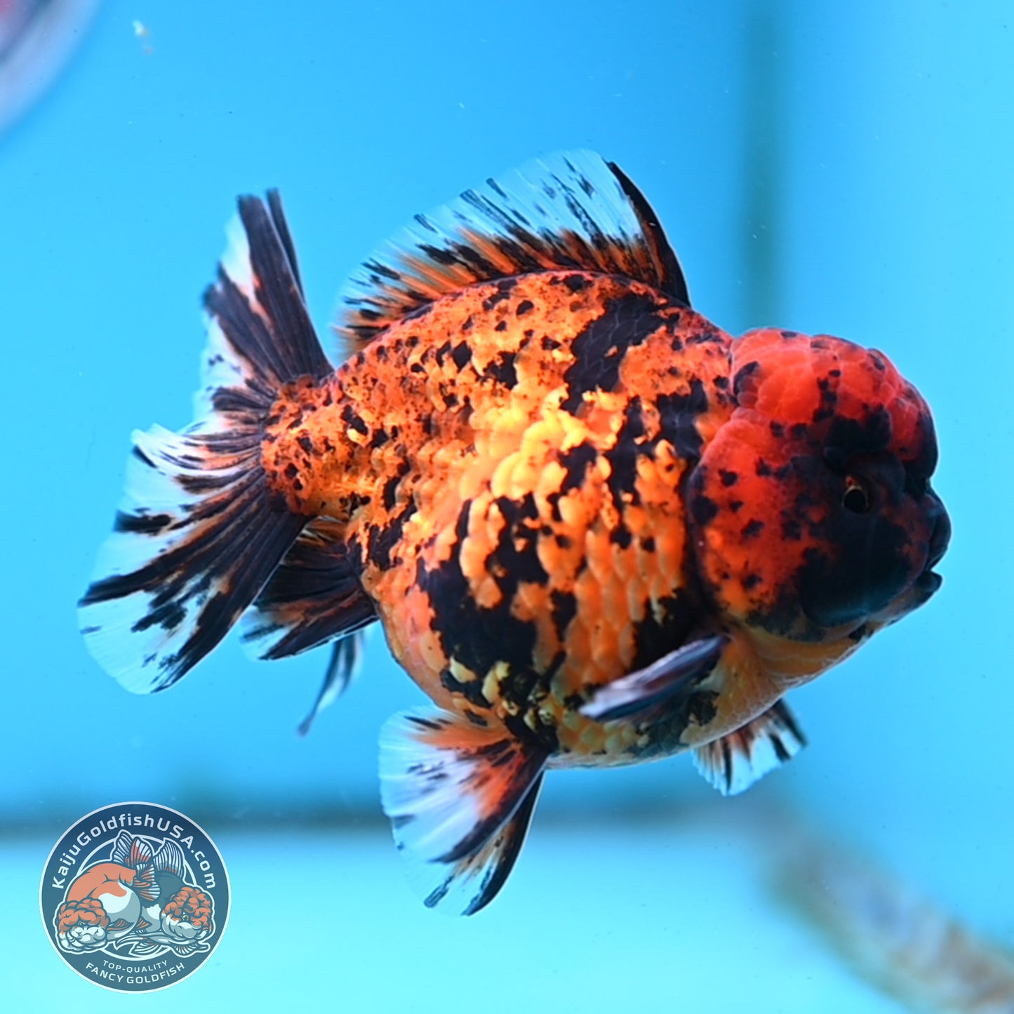 Shogun Tiger Oranda 4 inches Body - Male (250418_OR09)