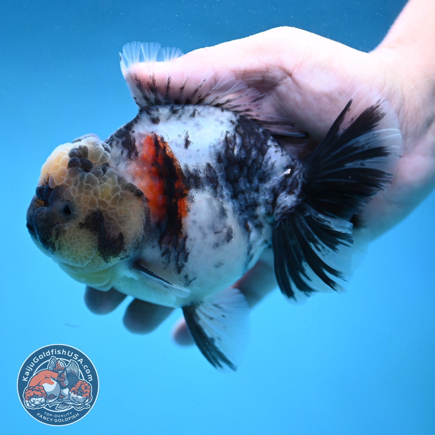 Tricolor Rose Tail Oranda 4 inch Body (251003_OR09)