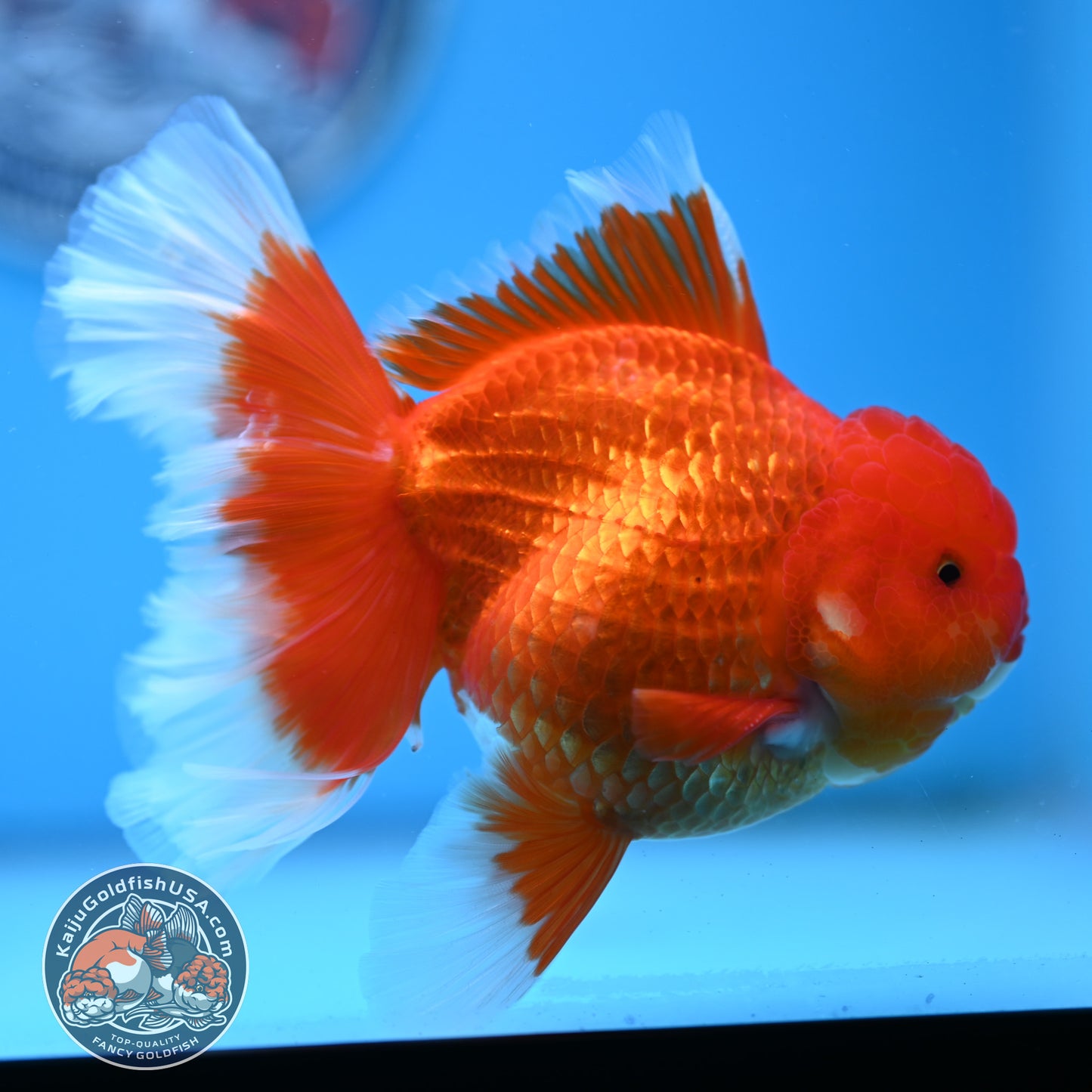 Red White Rose Tail Oranda 3.75 inches Body (250509_OR09)