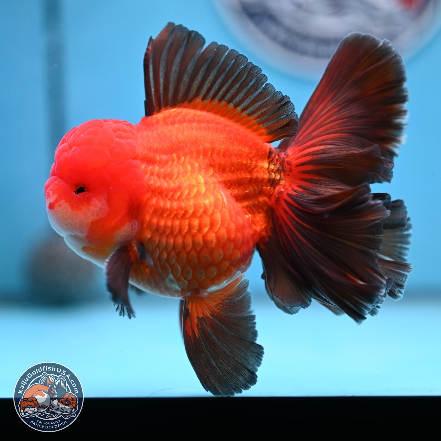 Ranchu inch Body (250812_RC02)