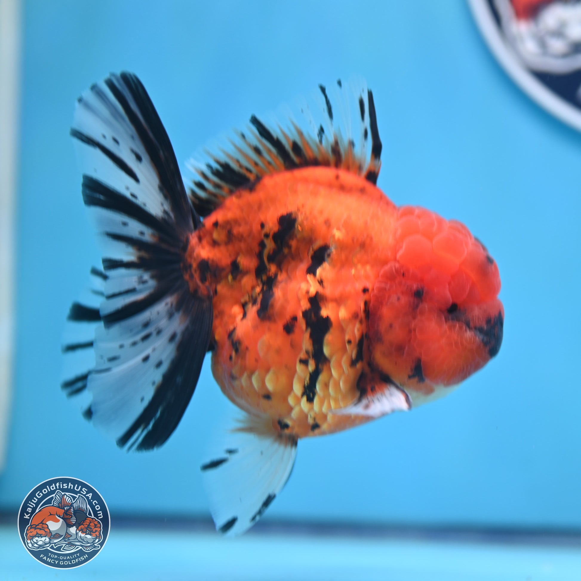 A Grade Shogun Tiger Rose Tail Oranda 4-4.5 inches (240906_OR09) - Kaiju Goldfish USA