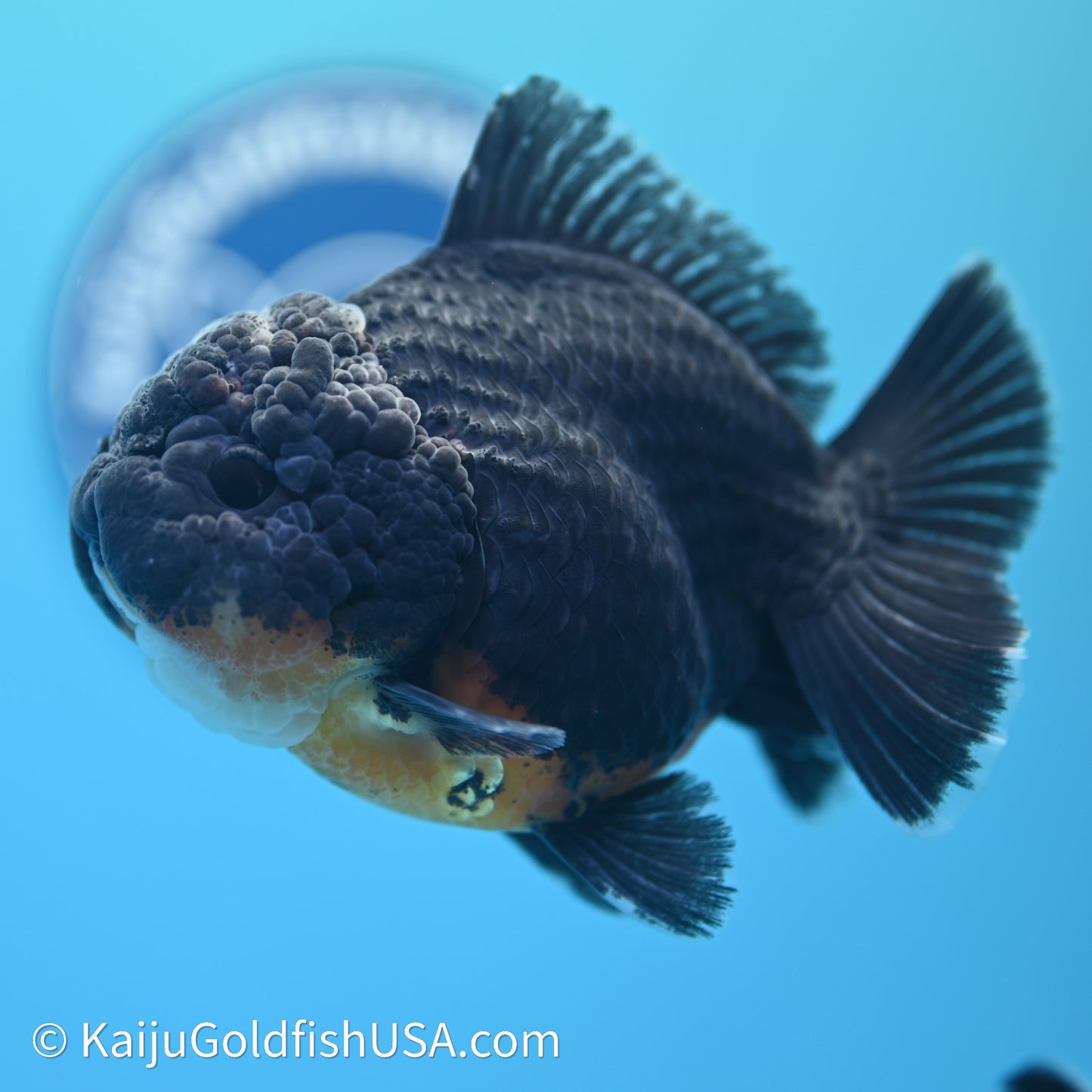 Shogun Godzilla Kirin Oranda 3.75in Body (240614_OR09) - Kaiju Goldfish USA