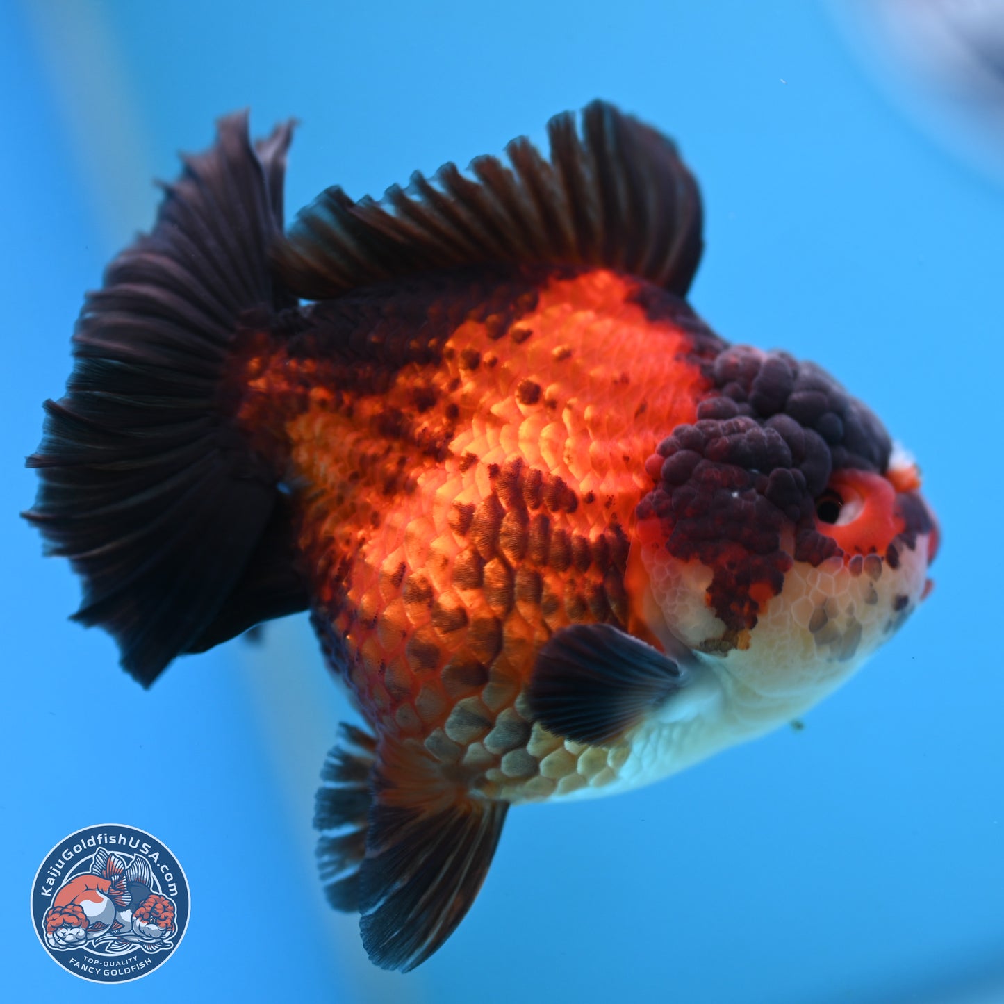 Apache YuanBao Oranda 3.25 inches Body - Male (250103_OR09) - Kaiju Goldfish USA