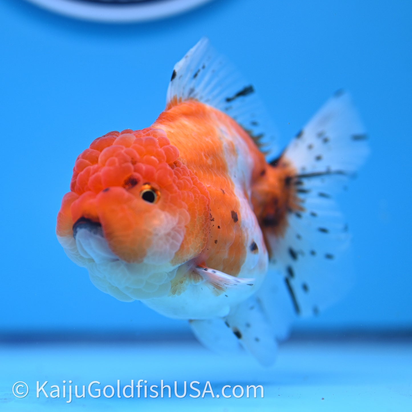 Shogun Godzilla Tricolor Sakura Oranda 3.25in Body (240726_OR09) - Kaiju Goldfish USA