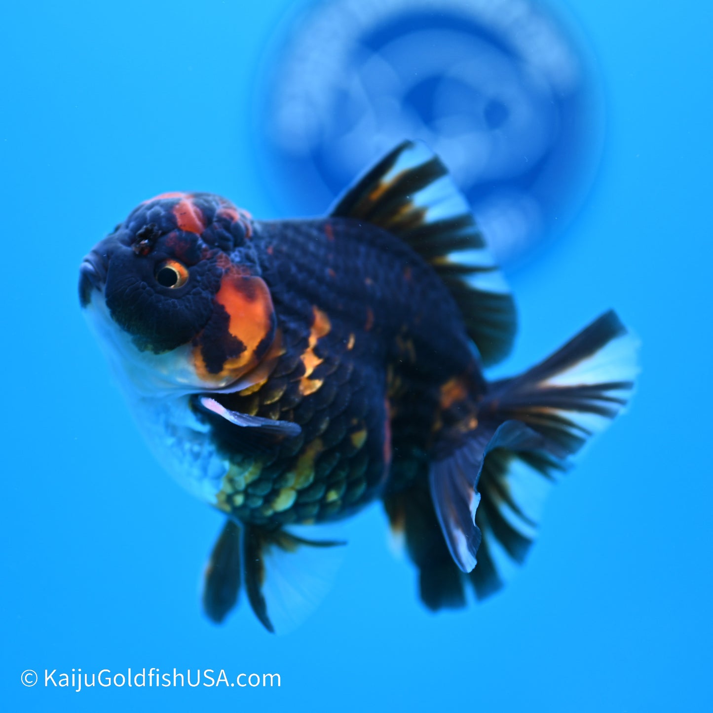 Heavy Ink Tiger YuanBao Oranda 3.5in Body (240524_OR09) - Kaiju Goldfish USA