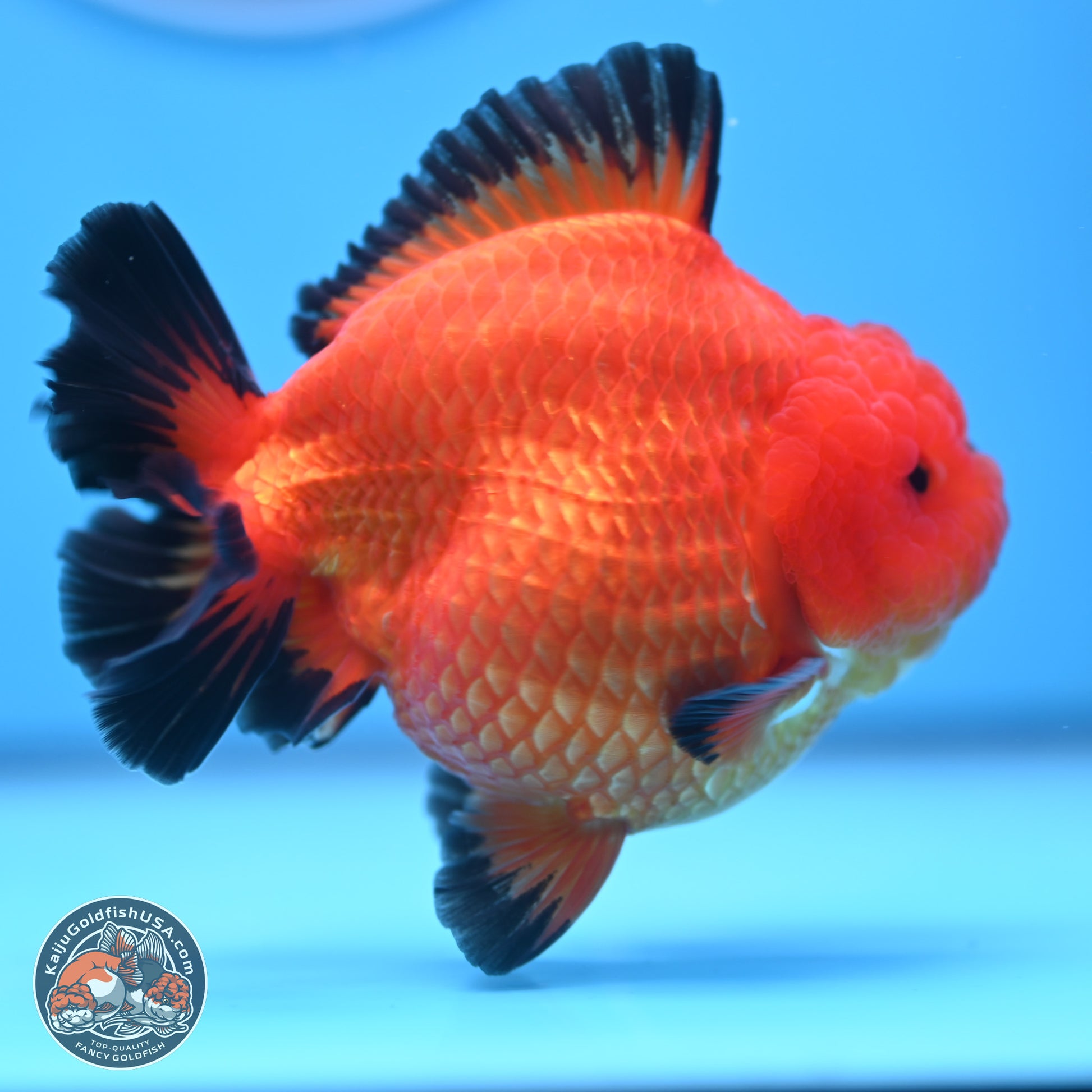 Apache YuanBao Oranda 4 inches Body - Male (241227_OR09) - Kaiju Goldfish USA