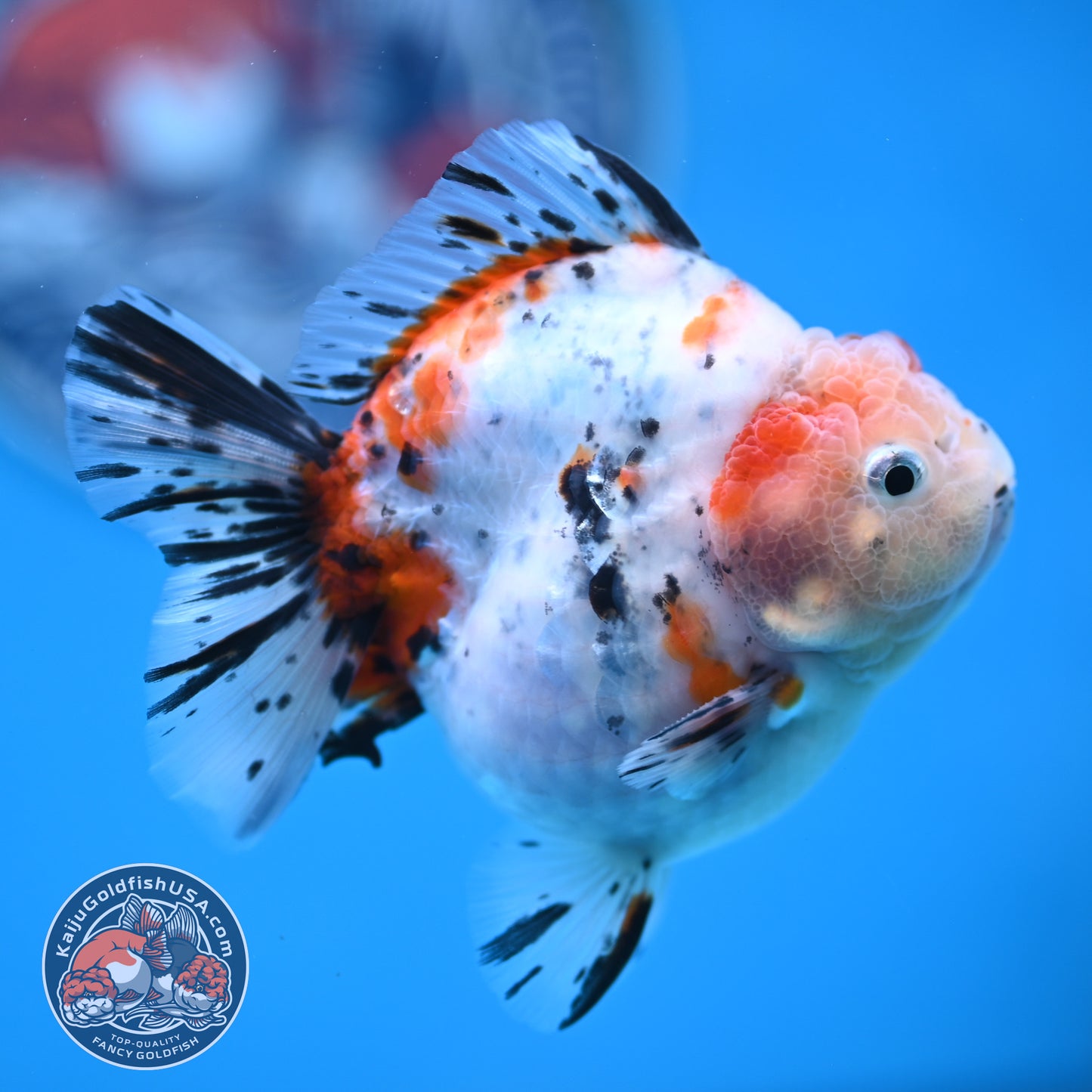 Shogun High Back Calico Oranda 3.5 inches Body (250530_OR09)