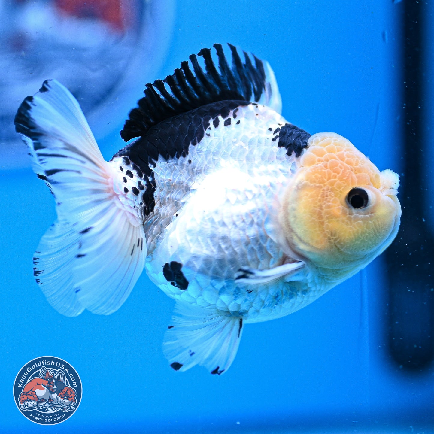 Panda YuanBao Oranda 3.25in Body (240830_OR09) - Kaiju Goldfish USA