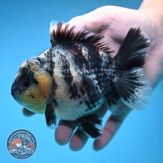 White Tiger Oranda 4 inch Body (250919_OR09)