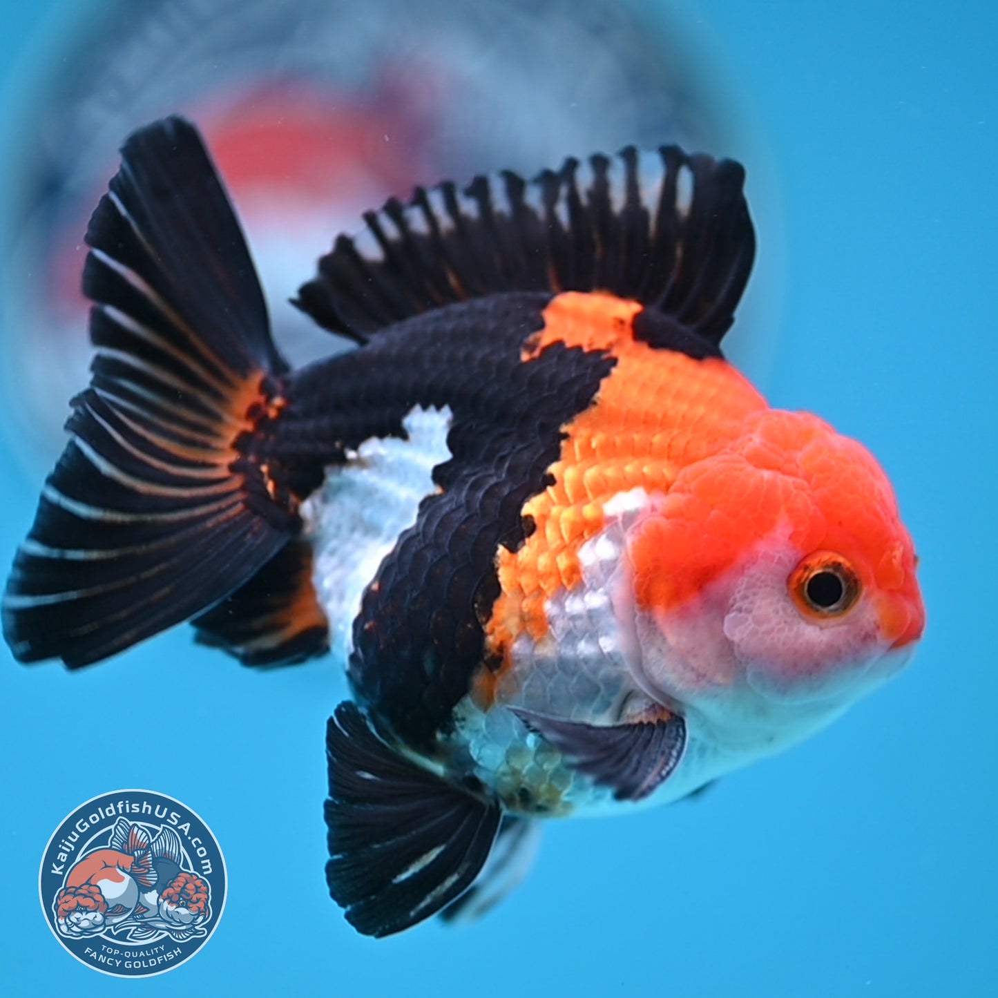 Tricolor Oranda 3 inches Body (250606_OR09)