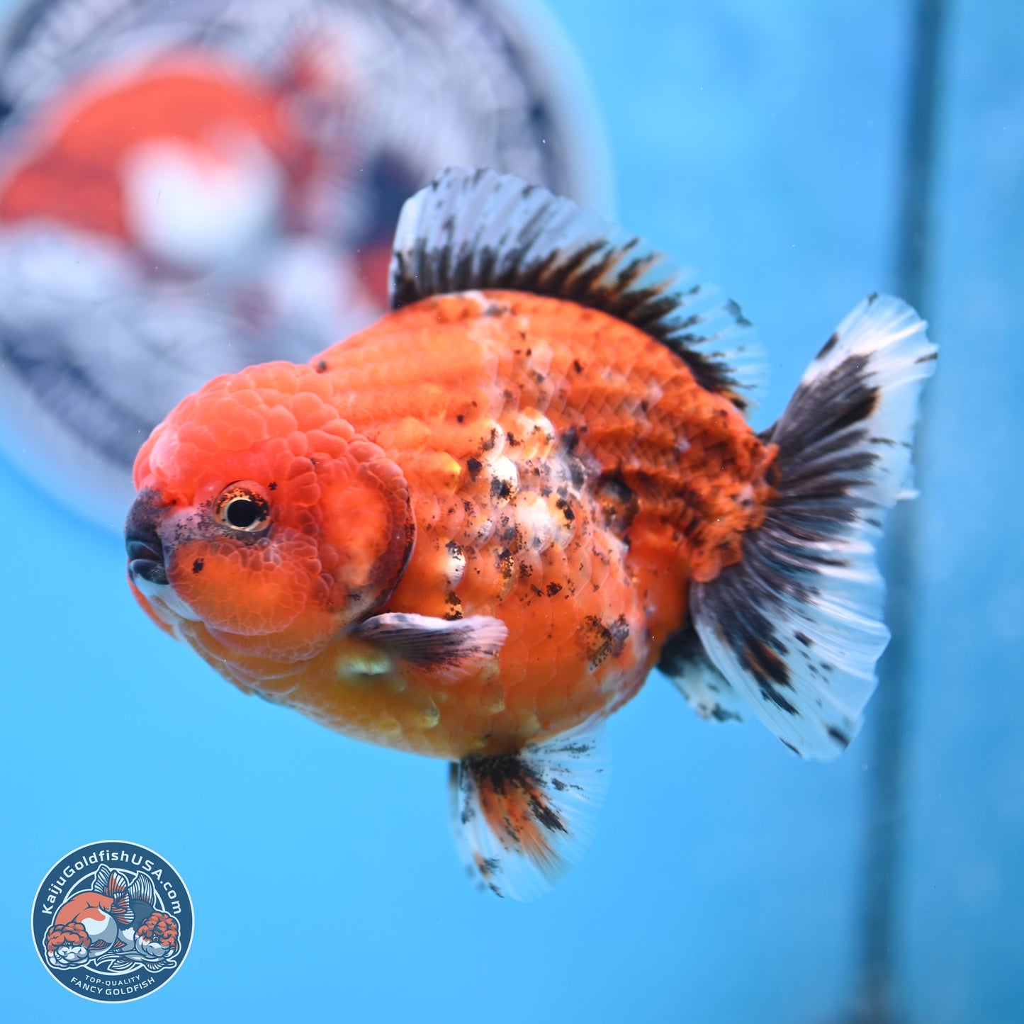 Shogun Tiger Oranda 4 inches Body - Male (250207_OR09)