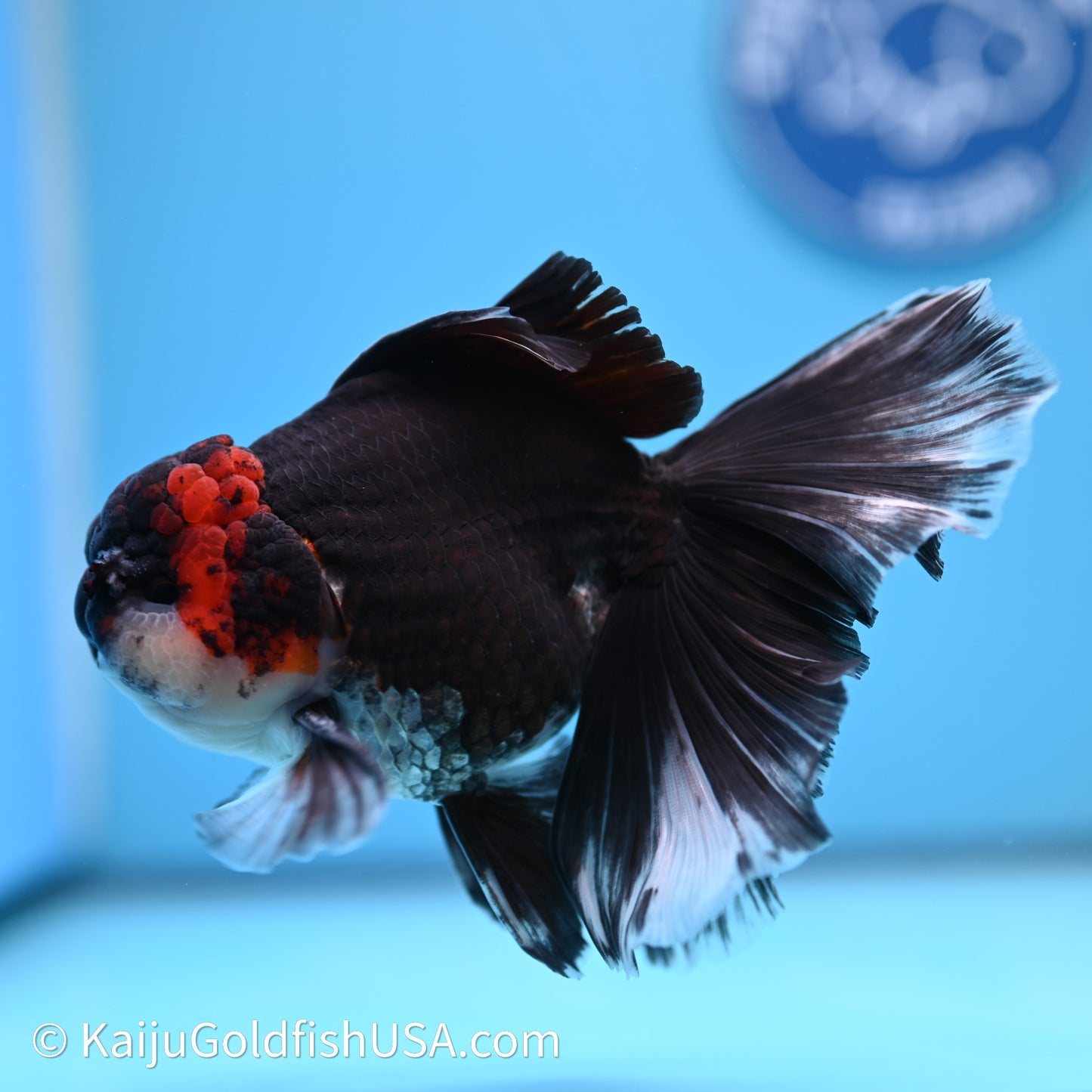 Tricolor Butterfly Tail Oranda 4in Body (240621_OR09) - Kaiju Goldfish USA