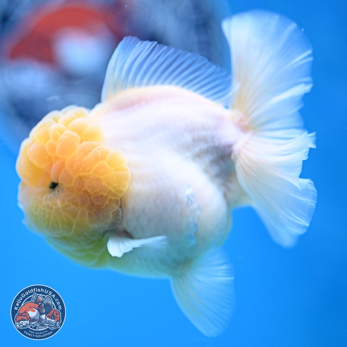 Lemon Head Sakura Rose Tail Oranda 3.5 inches Body - Male (250214_OR09)