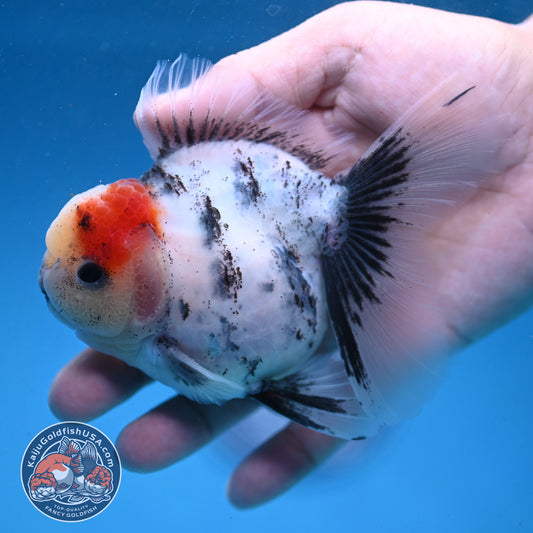 White Tiger Rosetail Oranda 3.5 inch Body (250926_OR09)