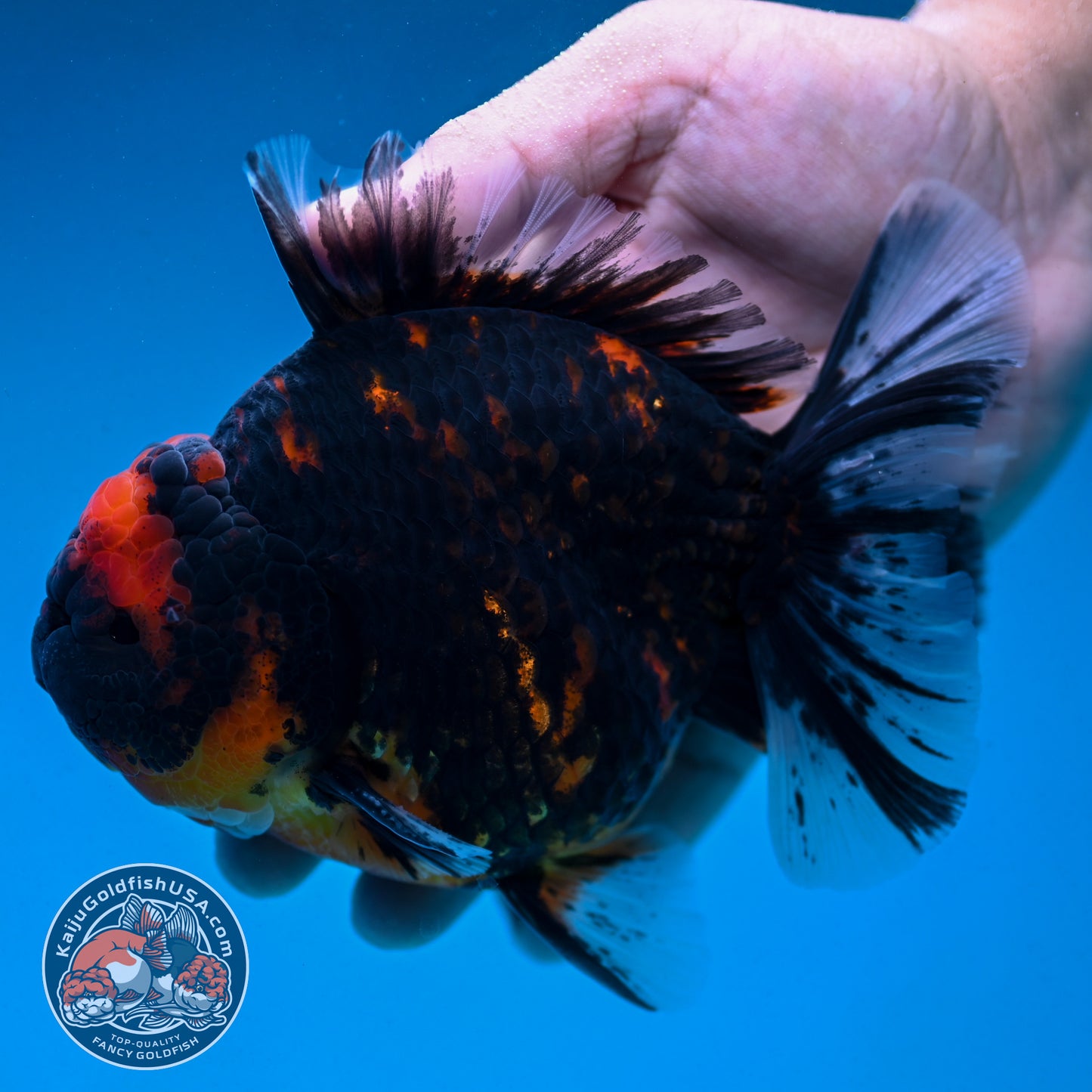 Heavy Ink Tiger Oranda 4.5 inch Body (250912_OR09)