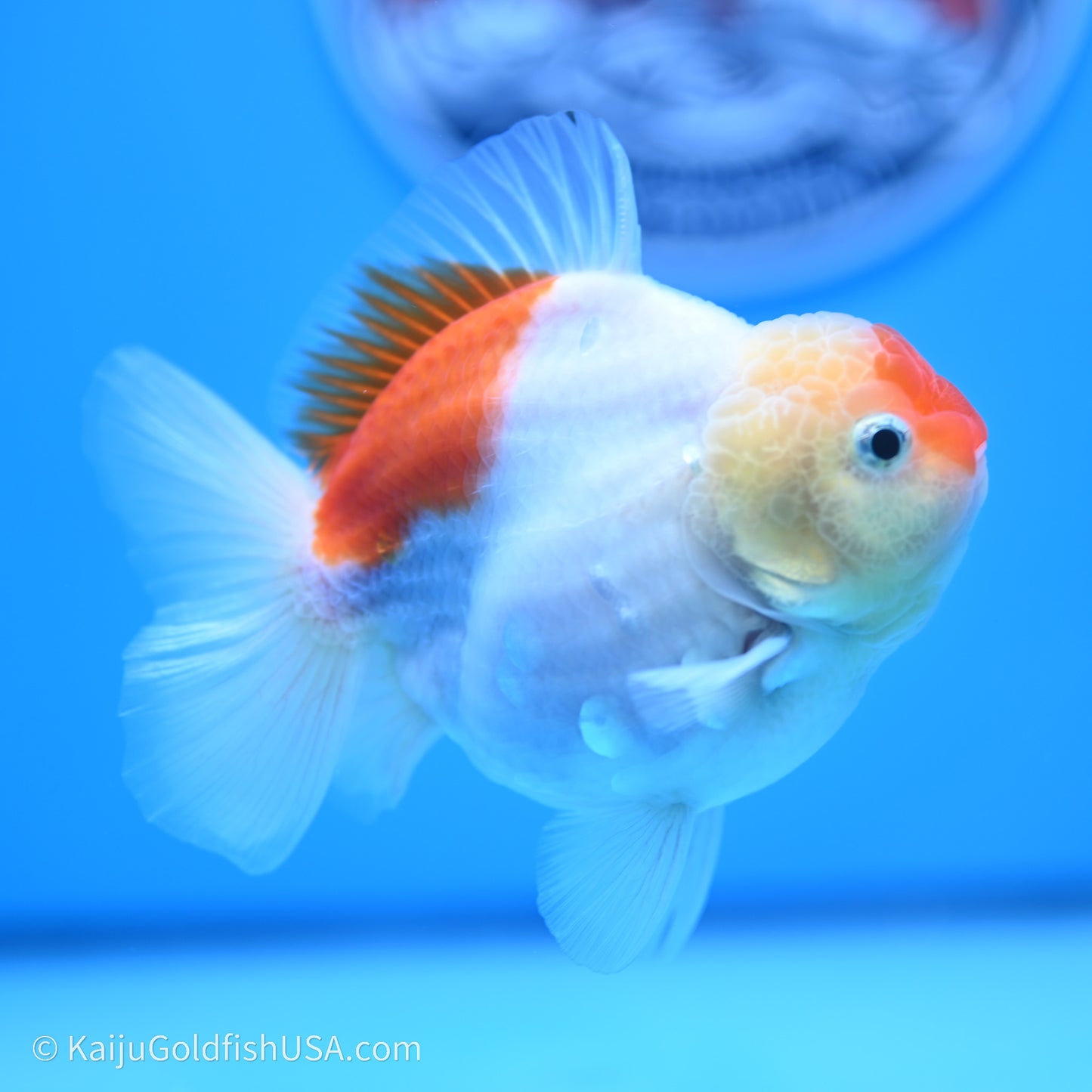 Shogun Godzilla Broad Tail Sakura Oranda 3.5in Body (240719_OR09) - Kaiju Goldfish USA