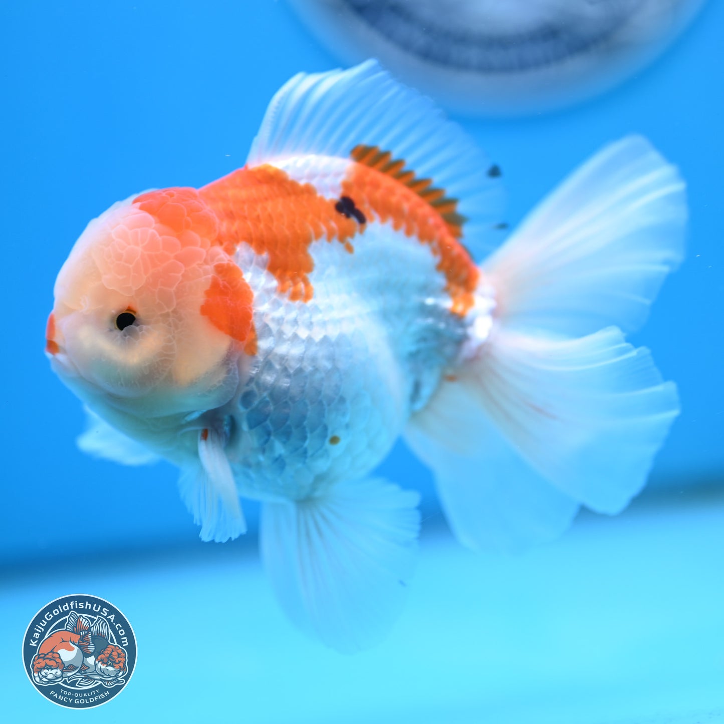 Red White Rose Tail Oranda 4 inches Body - Male (250404_OR09)