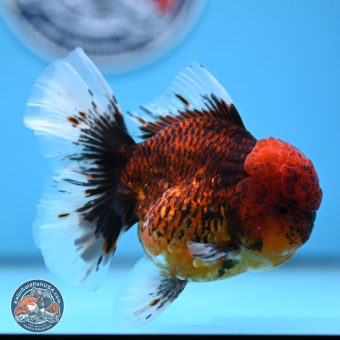 Red Kirin Rose Tail Oranda 3.75 inches Body - Female (250314_OR09)